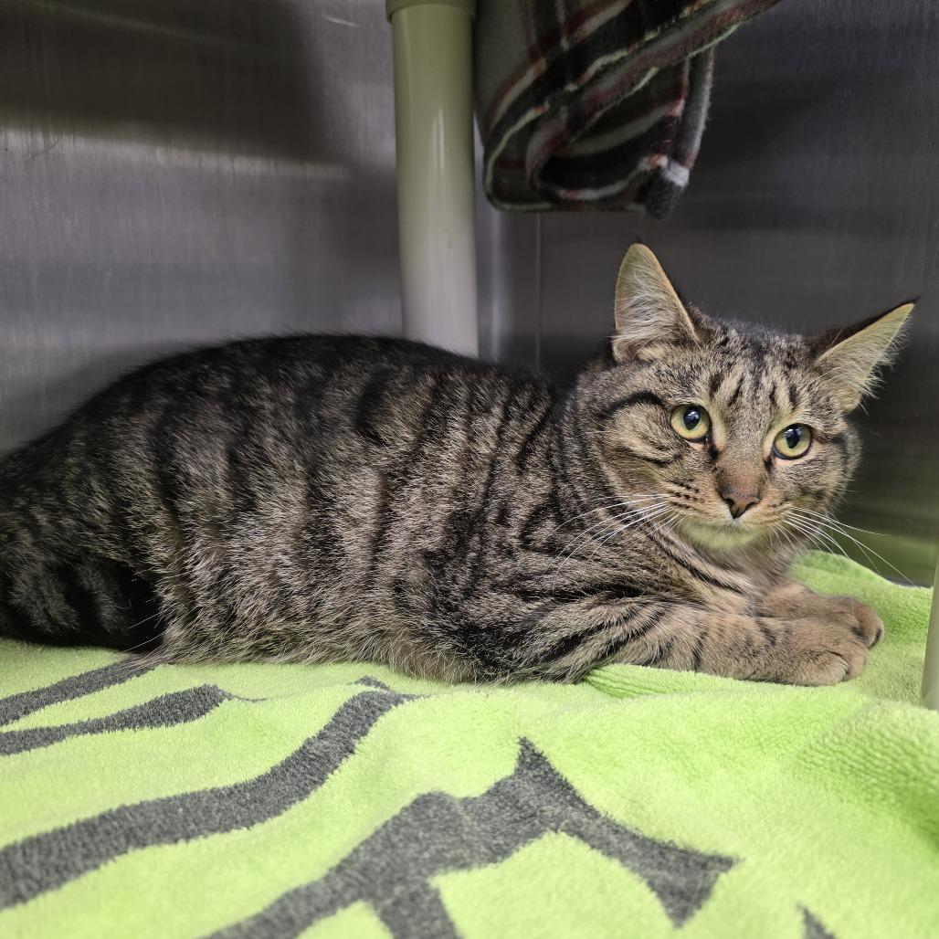 Microwave, Adoptable, Young Male Domestic Short Hair.