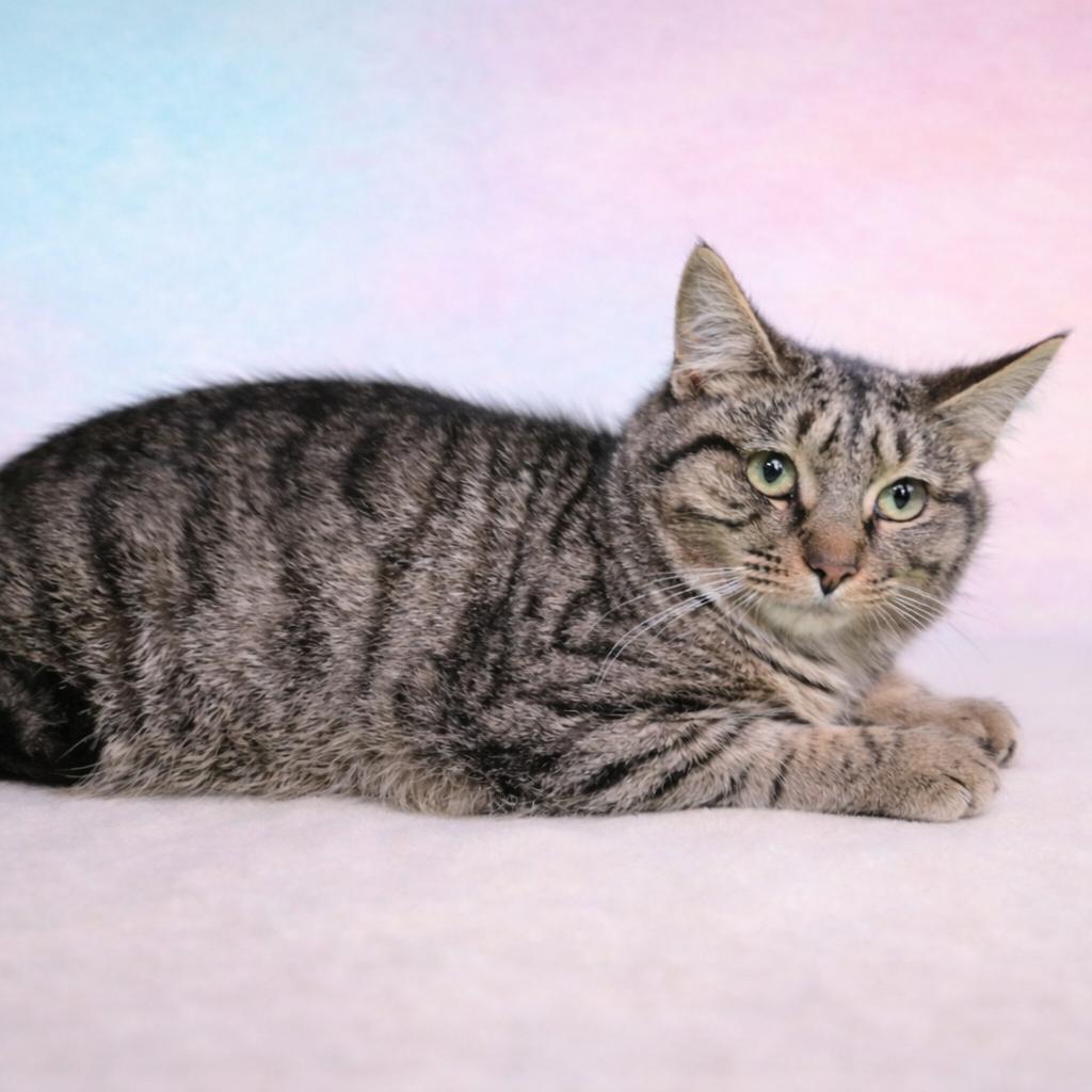 Enlarge Microwave, a Adoptable Domestic Short Hair in Fort Wayne, IN image 2/2