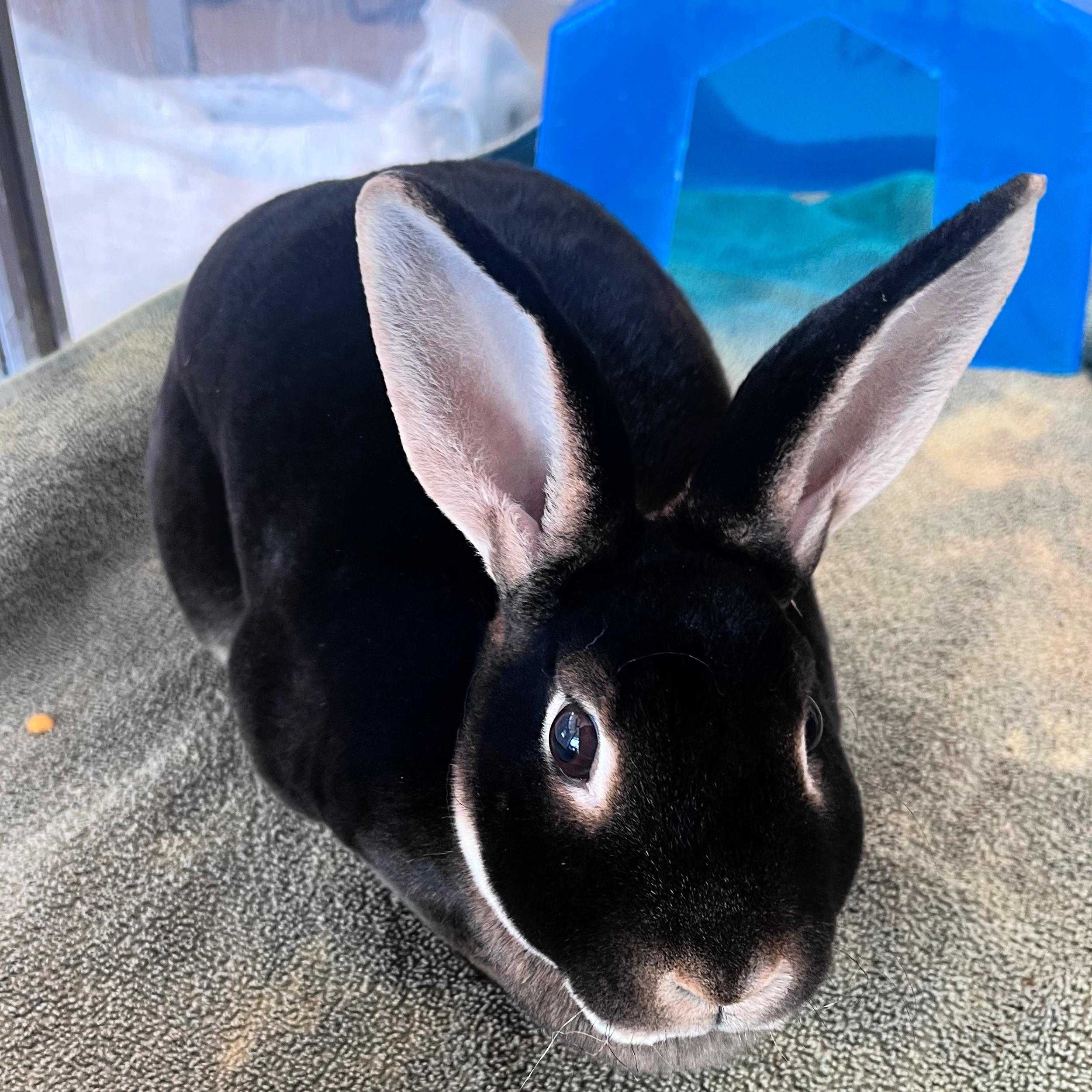 Enlarge Cashmere, a other mixed breed in Lindon, UT image 1/1