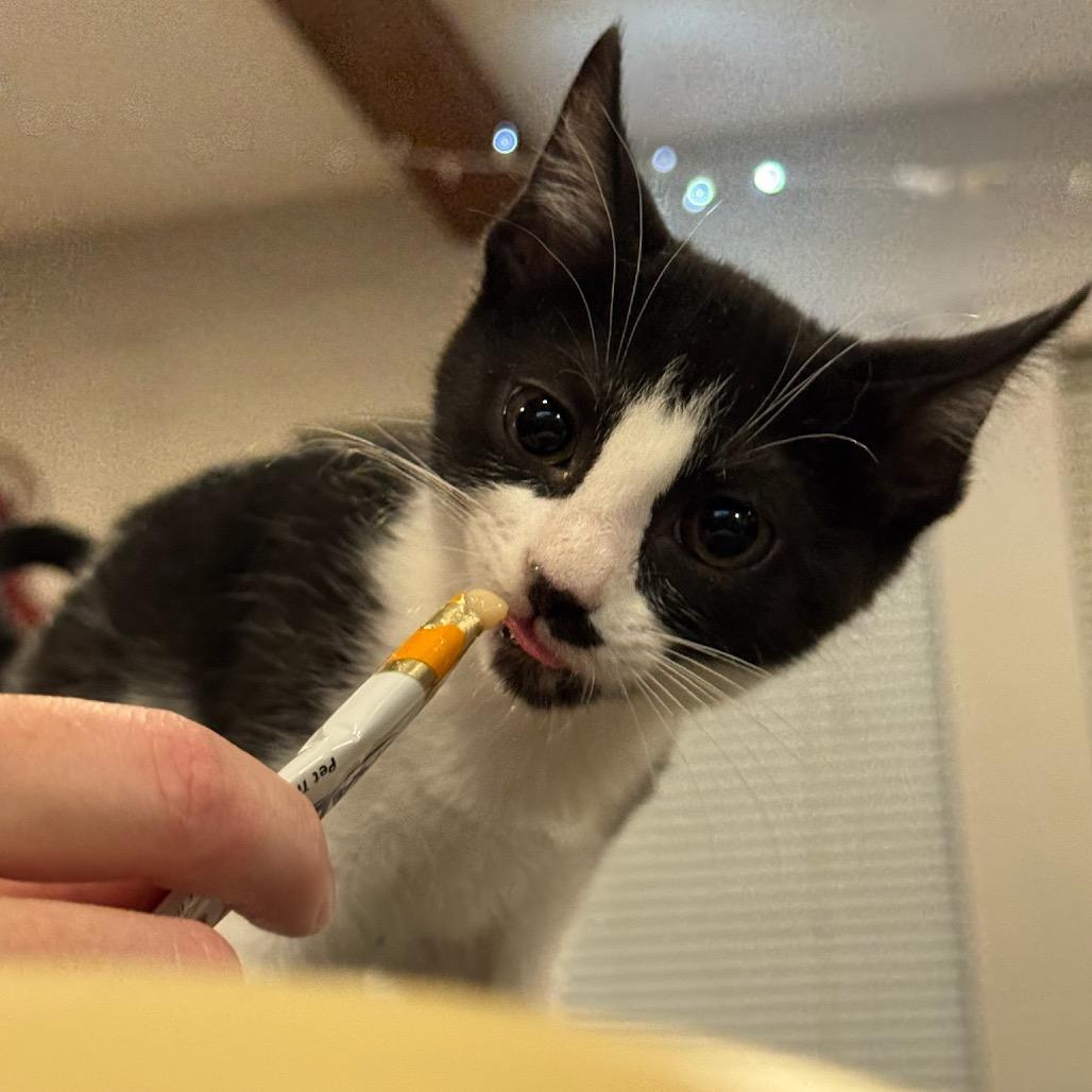 Juliet, Adoptable, Kitten Female Domestic Short Hair.