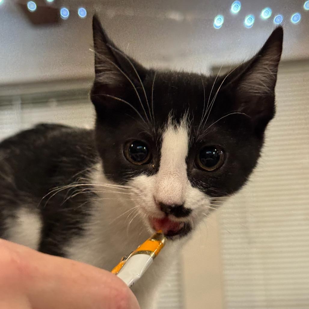 Enlarge Juliet, a Adoptable Domestic Short Hair in Katy, TX image 2/5