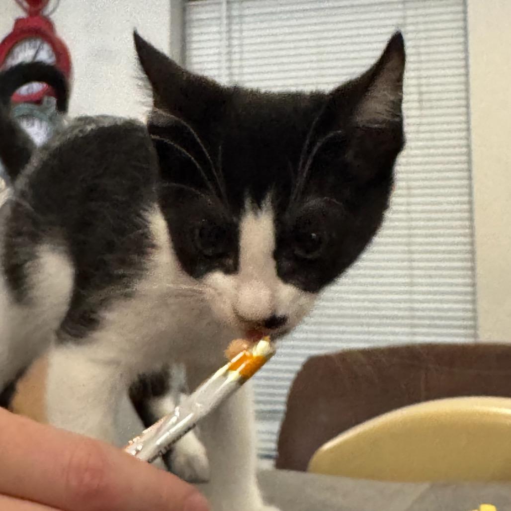 Enlarge Juliet, a Adoptable Domestic Short Hair in Katy, TX image 3/5