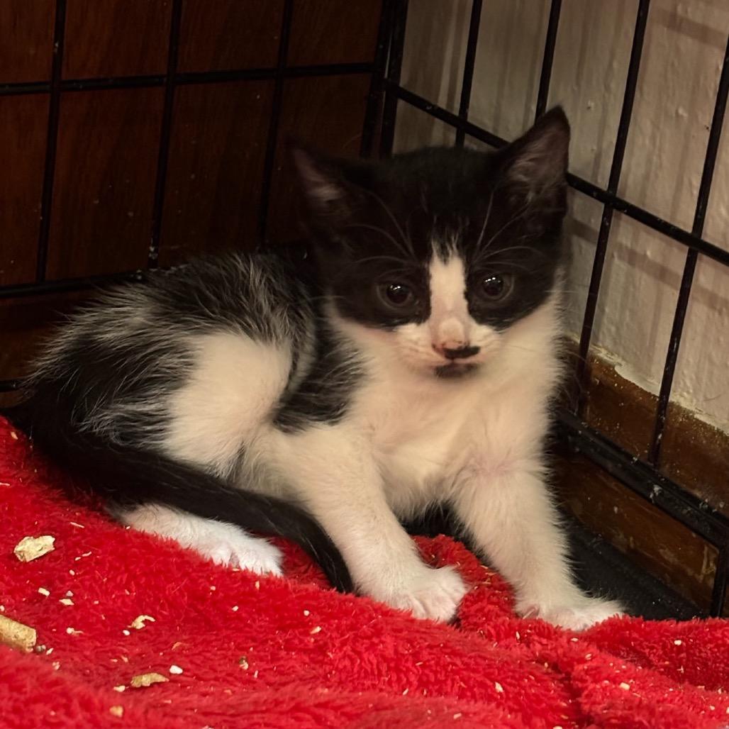 Enlarge Juliet, a Adoptable Domestic Short Hair in Katy, TX image 4/5