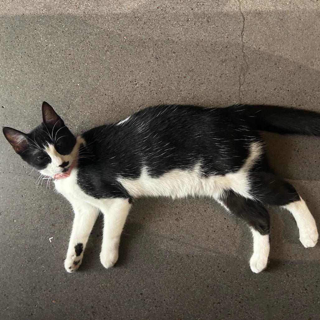 Enlarge Juliet, a Adoptable Domestic Short Hair in Katy, TX image 5/6