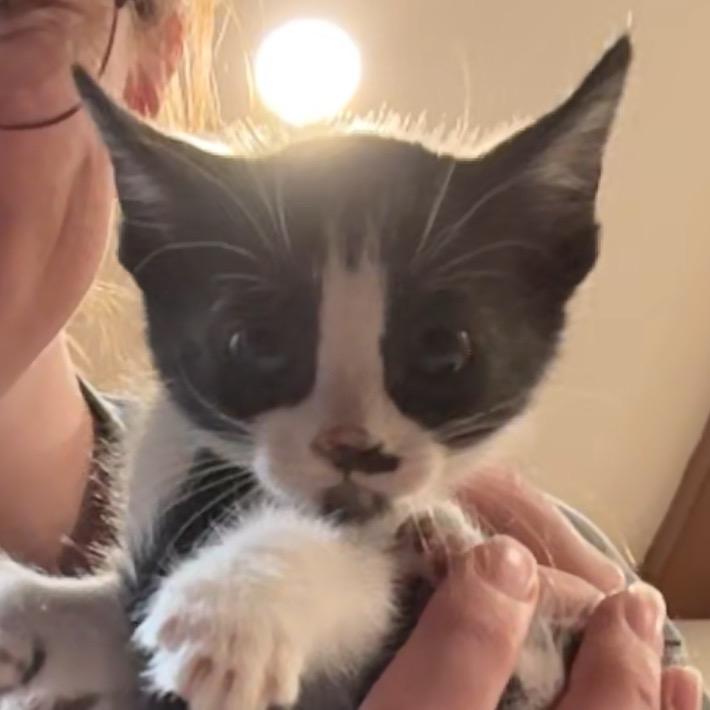 Enlarge Juliet, a Adoptable Domestic Short Hair in Katy, TX image 5/5