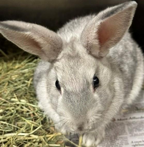 RIBBET, Adoptable, Adult Female Bunny Rabbit.