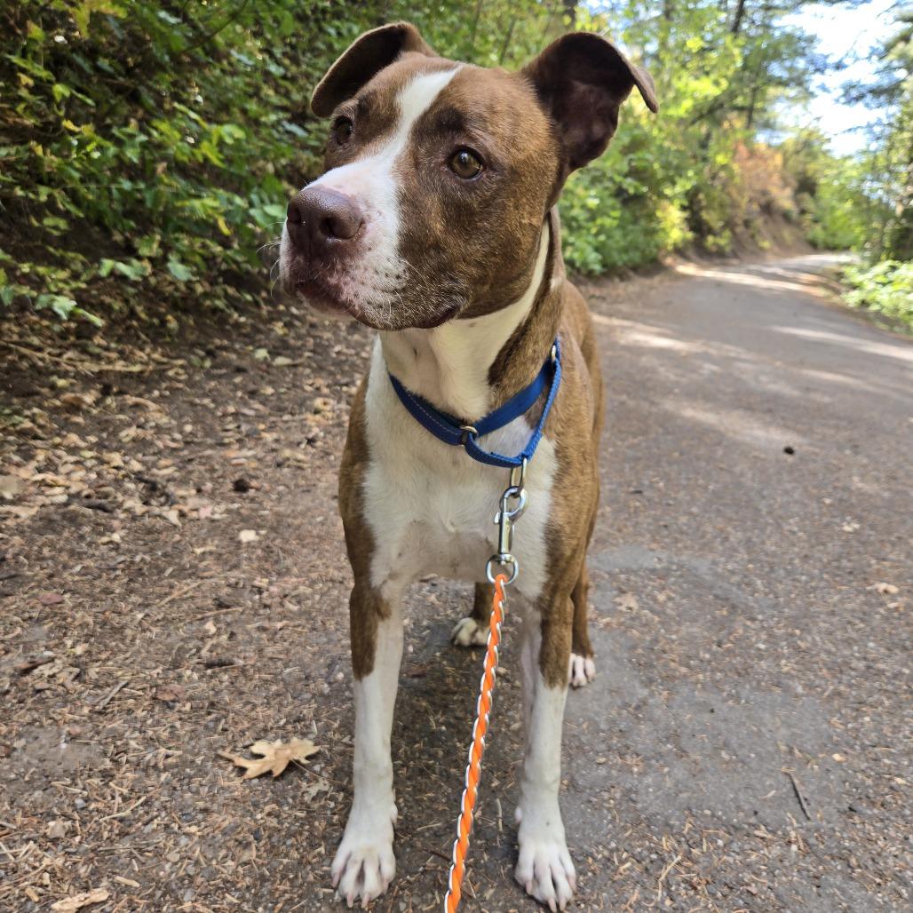 Enlarge Dino, a Adoptable mixed breed in Salt Lake City, UT image 1/6
