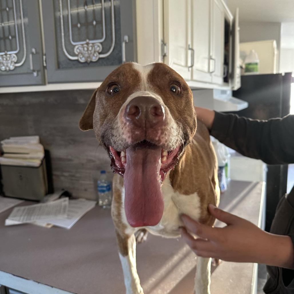 Dino, Adoptable, Senior Male Pit Bull Terrier & Mixed Breed.