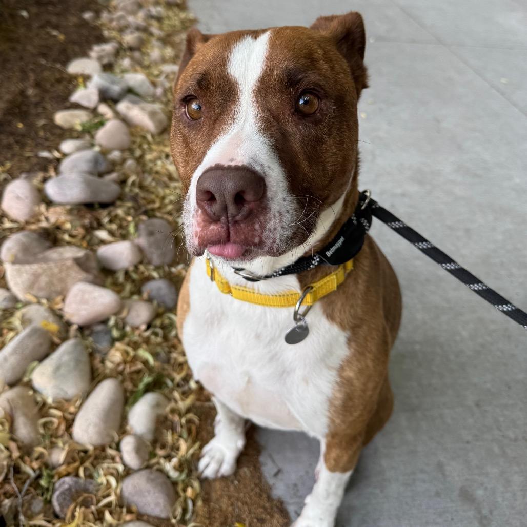 Enlarge Dino, a Adoptable mixed breed in Salt Lake City, UT image 3/6