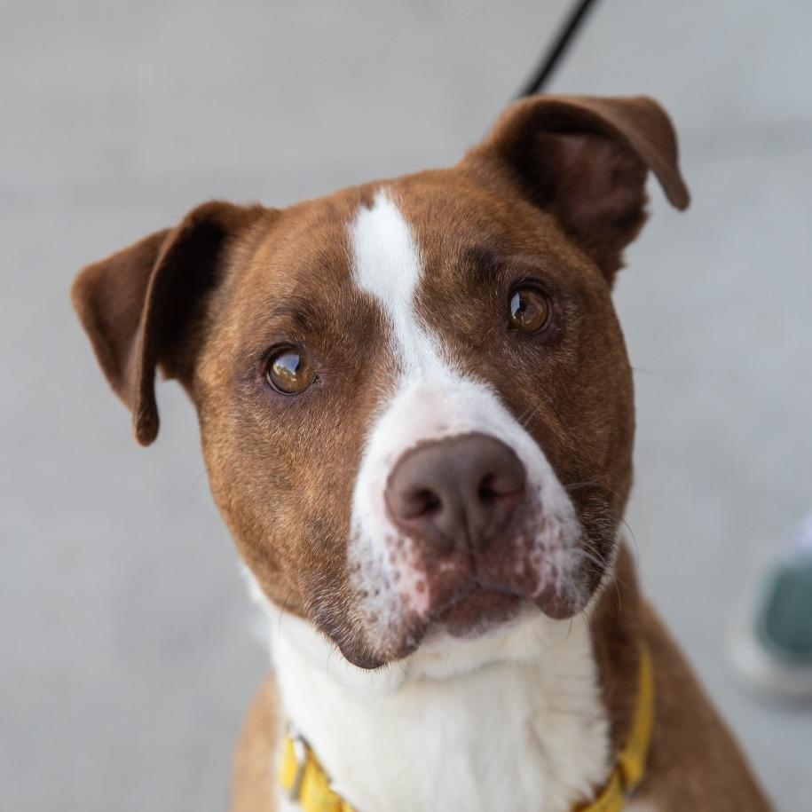 Enlarge Dino, a Adoptable mixed breed in Salt Lake City, UT image 4/6
