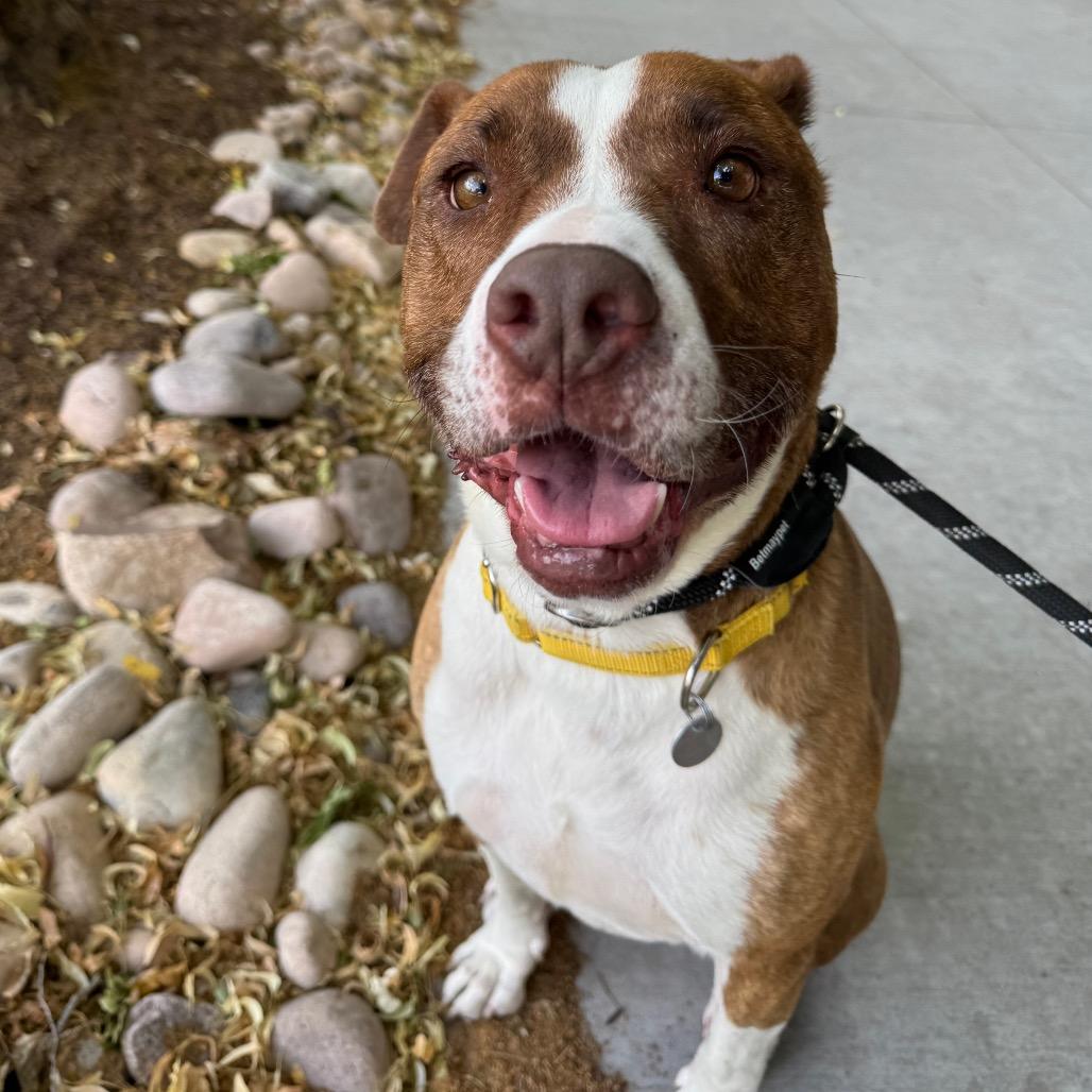 Enlarge Dino, a Adoptable mixed breed in Salt Lake City, UT image 5/6