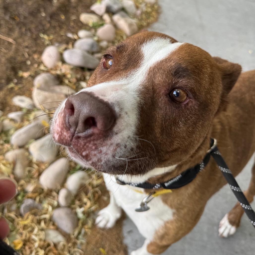 Enlarge Dino, a Adoptable mixed breed in Salt Lake City, UT image 6/6