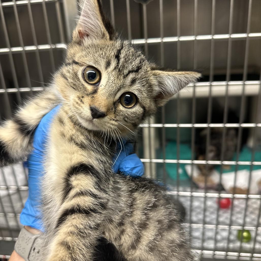 Cyclone, Adoptable, Kitten Female Domestic Short Hair.