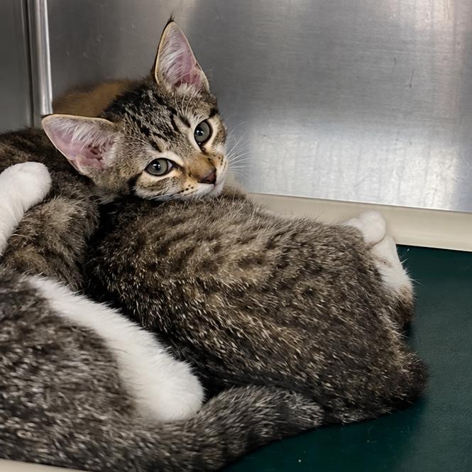 Enlarge Cyclone, a Adoptable Domestic Short Hair in Concord, NC image 2/2