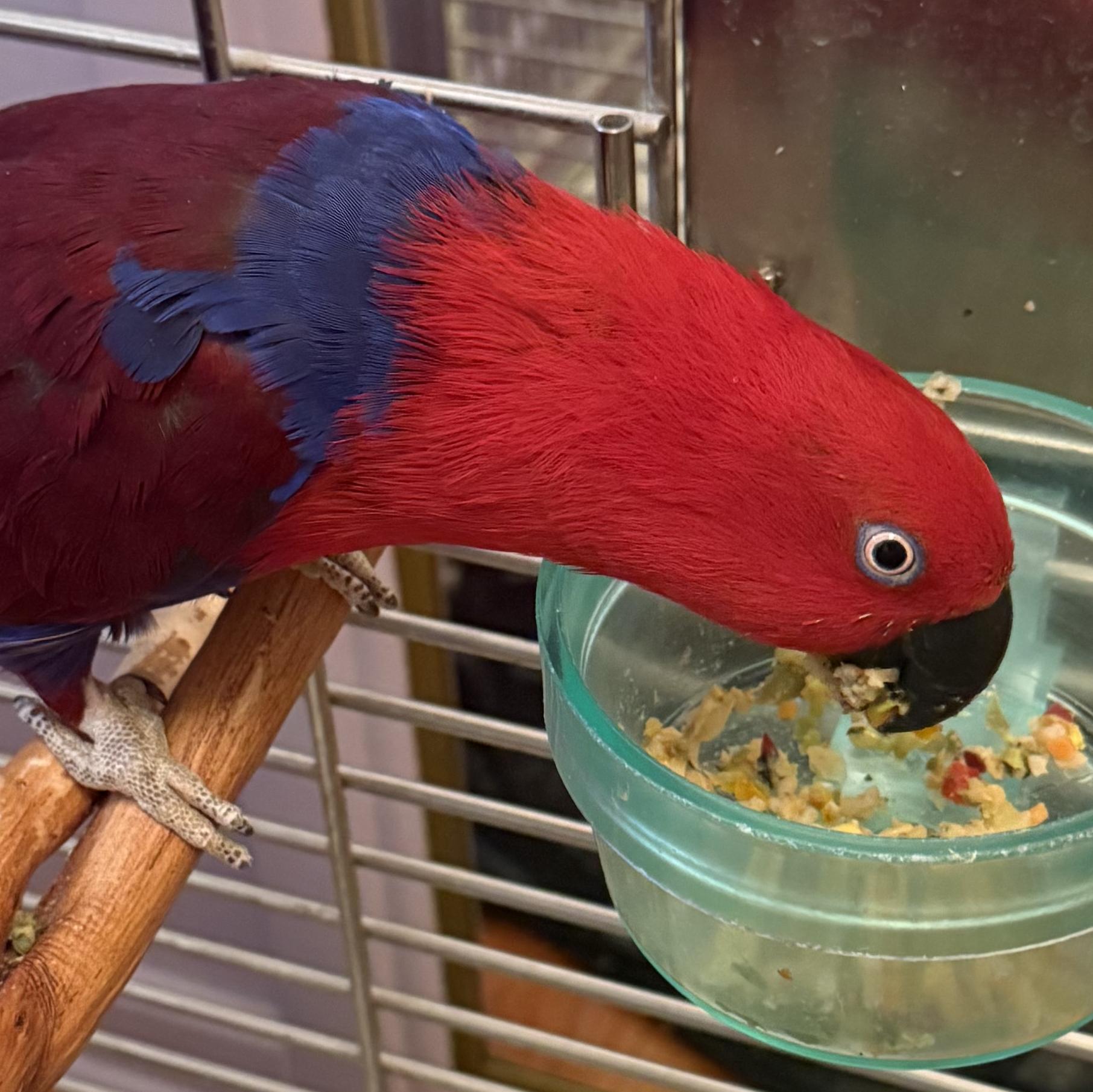 Enlarge Carole, a Adoptable Eclectus in Baltimore, MD image 3/3