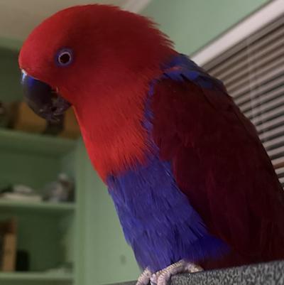 Carole, Adoptable, Adult Female Eclectus.