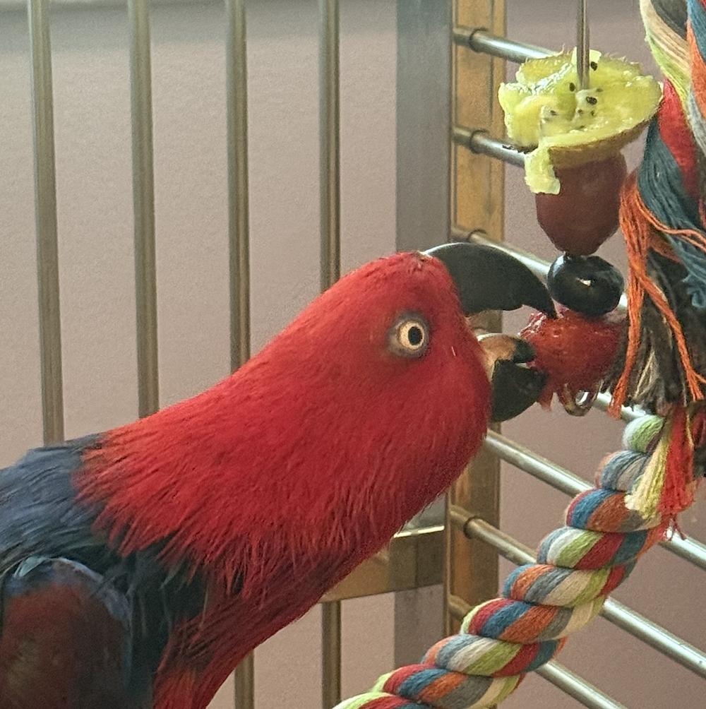 Enlarge Carole, a Adoptable Eclectus in Baltimore, MD image 2/3