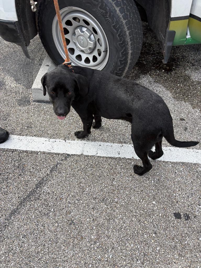 Gunner, Adoptable, Young Male Labrador Retriever.