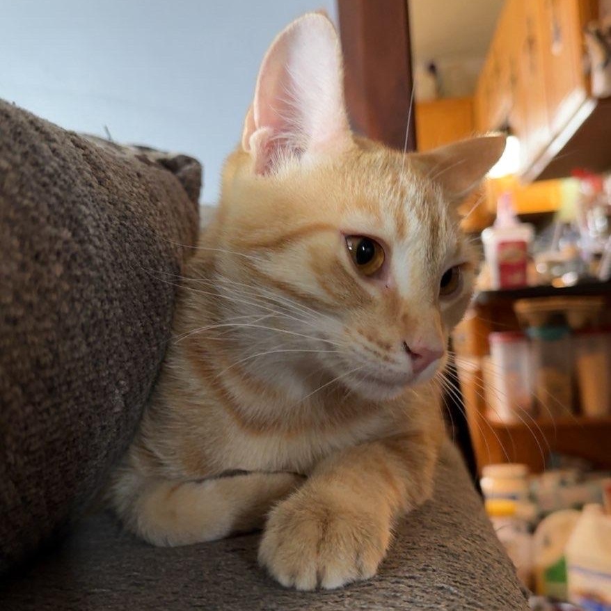 Enlarge Citron, a ADOPTABLE Domestic Short Hair in Pickering, ON image 6/6