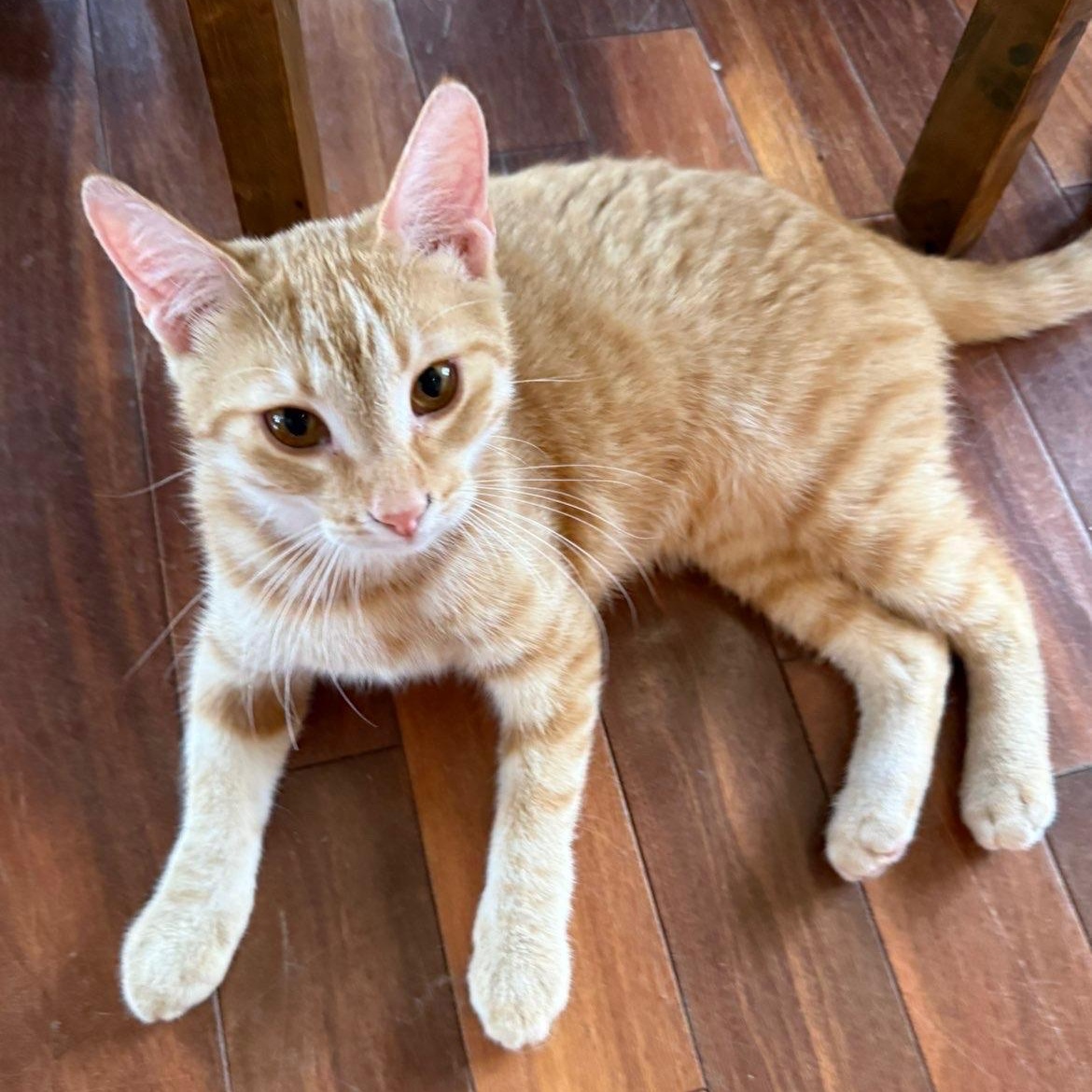 Enlarge Citron, a ADOPTABLE Domestic Short Hair in Pickering, ON image 3/6