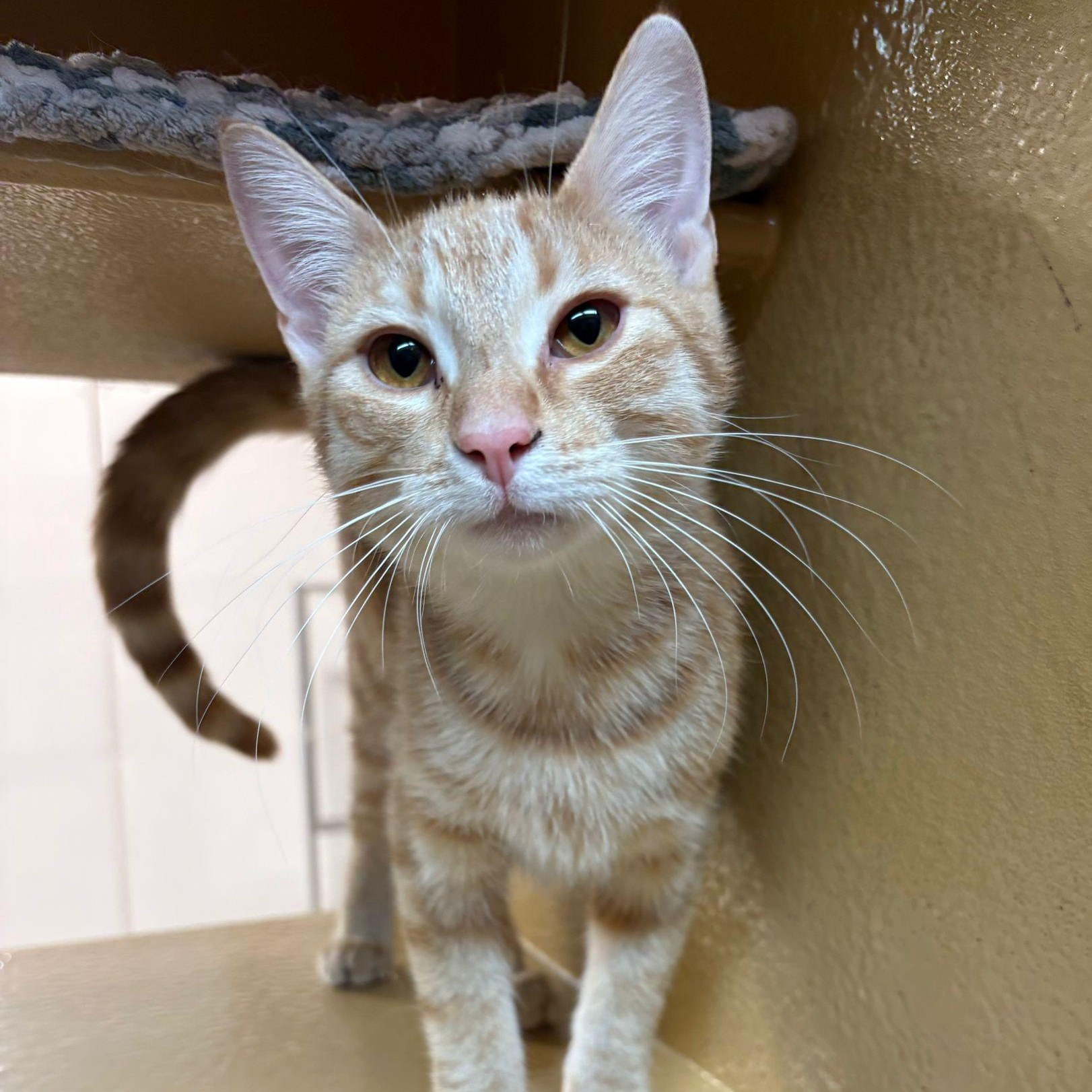 Enlarge Citron, a ADOPTABLE Domestic Short Hair in Pickering, ON image 4/6