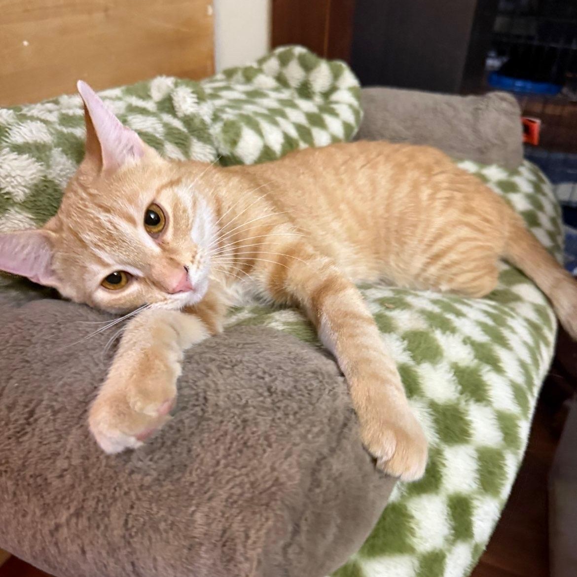 Enlarge Citron, a ADOPTABLE Domestic Short Hair in Pickering, ON image 1/6