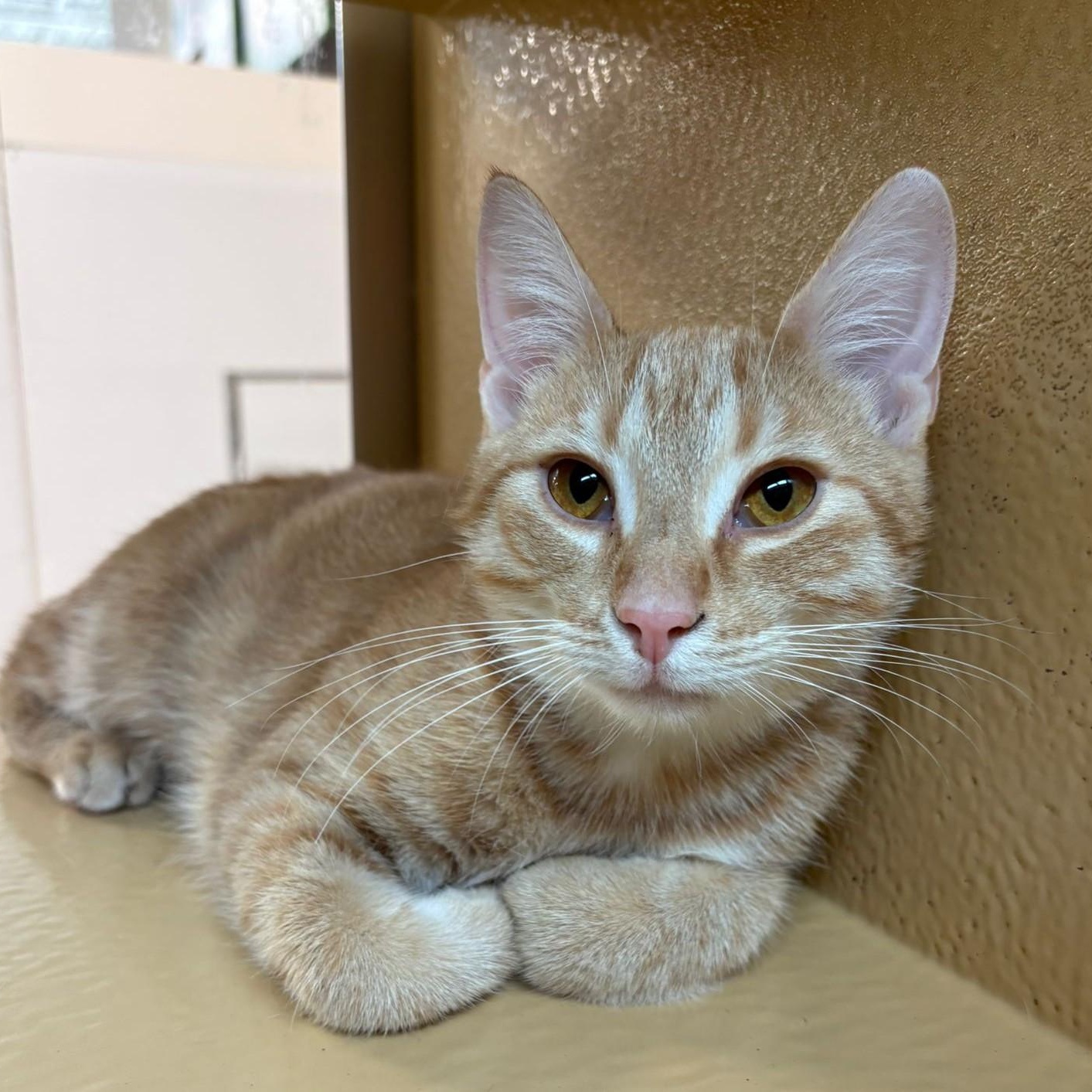 Enlarge Citron, a ADOPTABLE Domestic Short Hair in Pickering, ON image 2/6