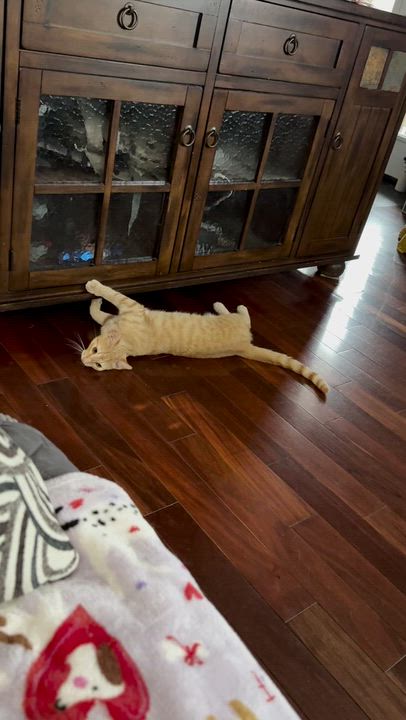 Enlarge Citron, a ADOPTABLE Domestic Short Hair in Pickering, ON video 5/6
