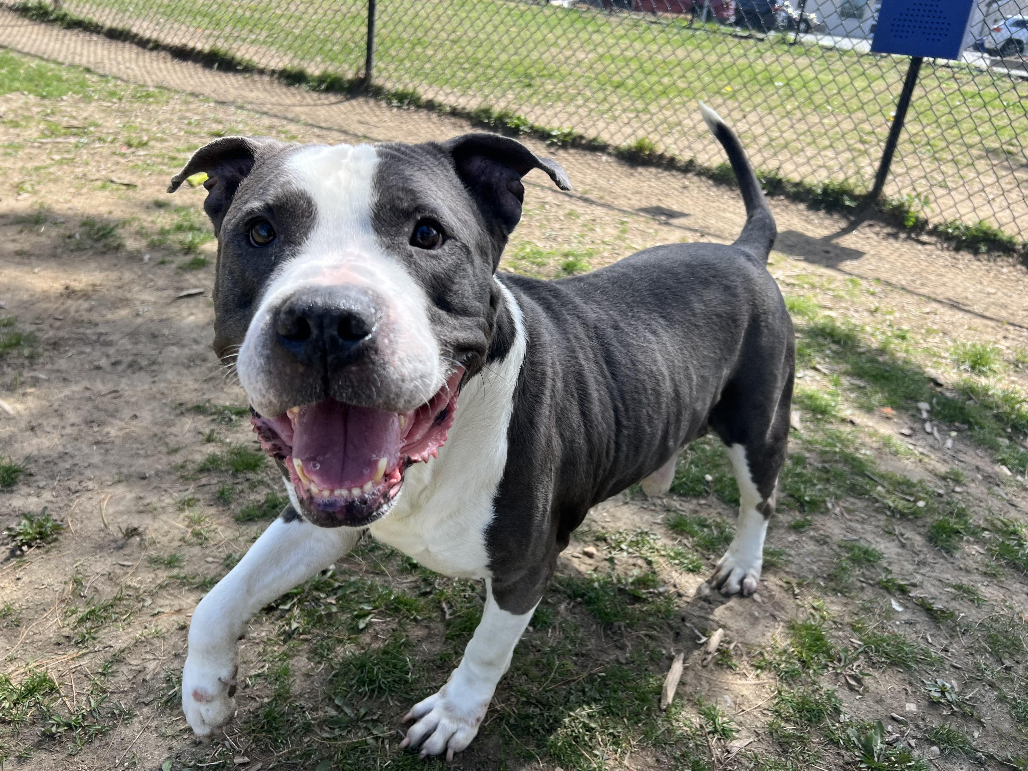 Ironhide, a Adoptable mixed breed in Yonkers, NY image 4/6
