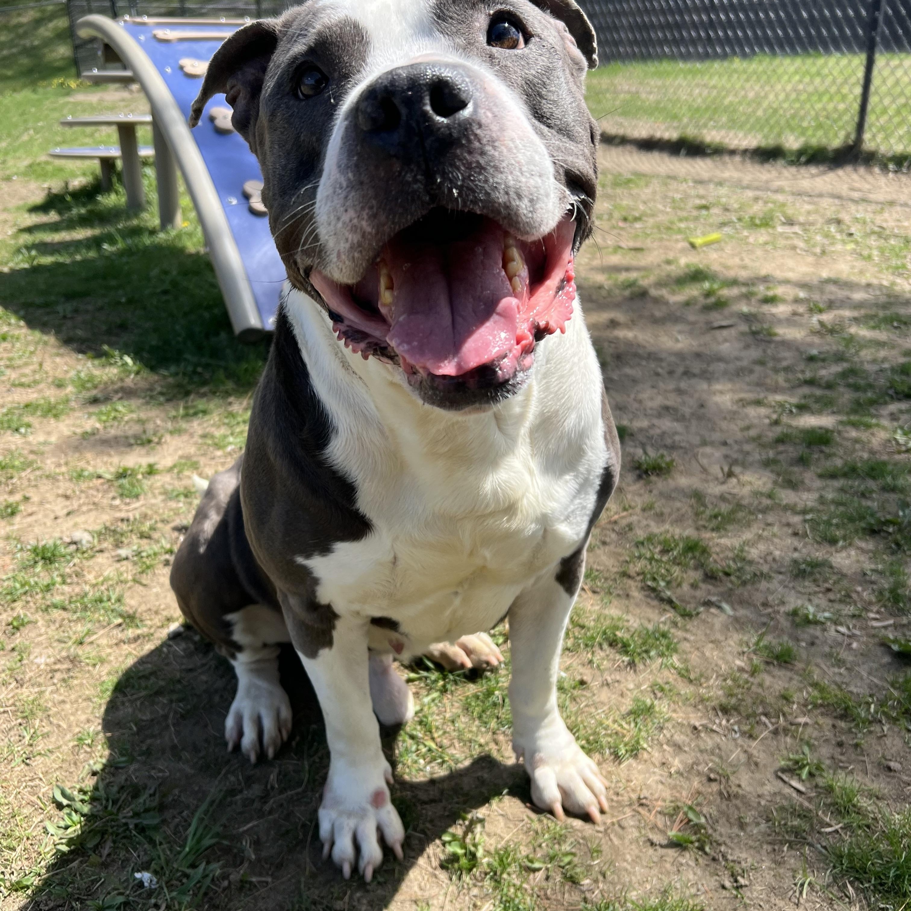 Ironhide, a Adoptable mixed breed in Yonkers, NY image 5/6