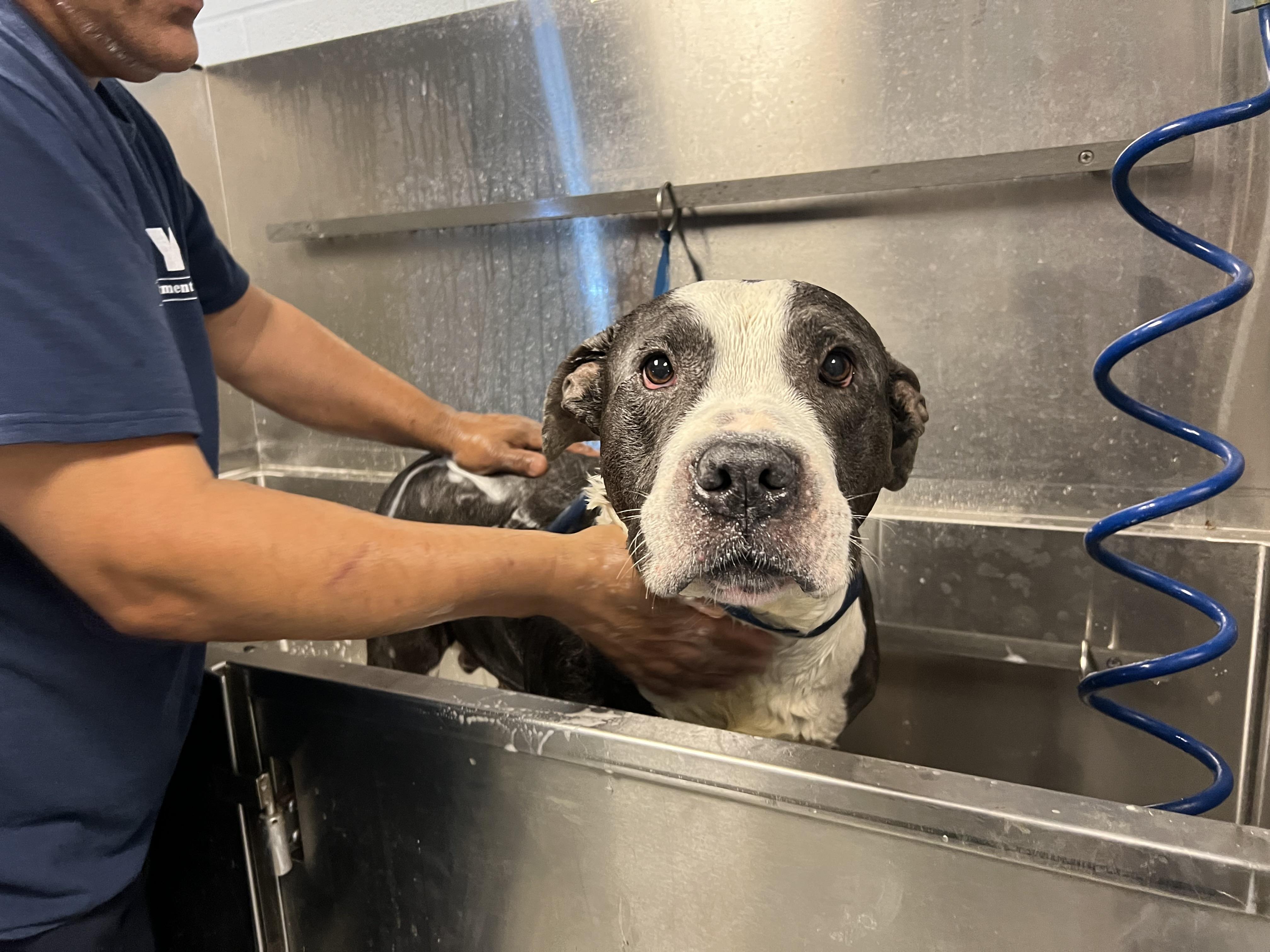 Ironhide, a Adoptable mixed breed in Yonkers, NY image 6/6