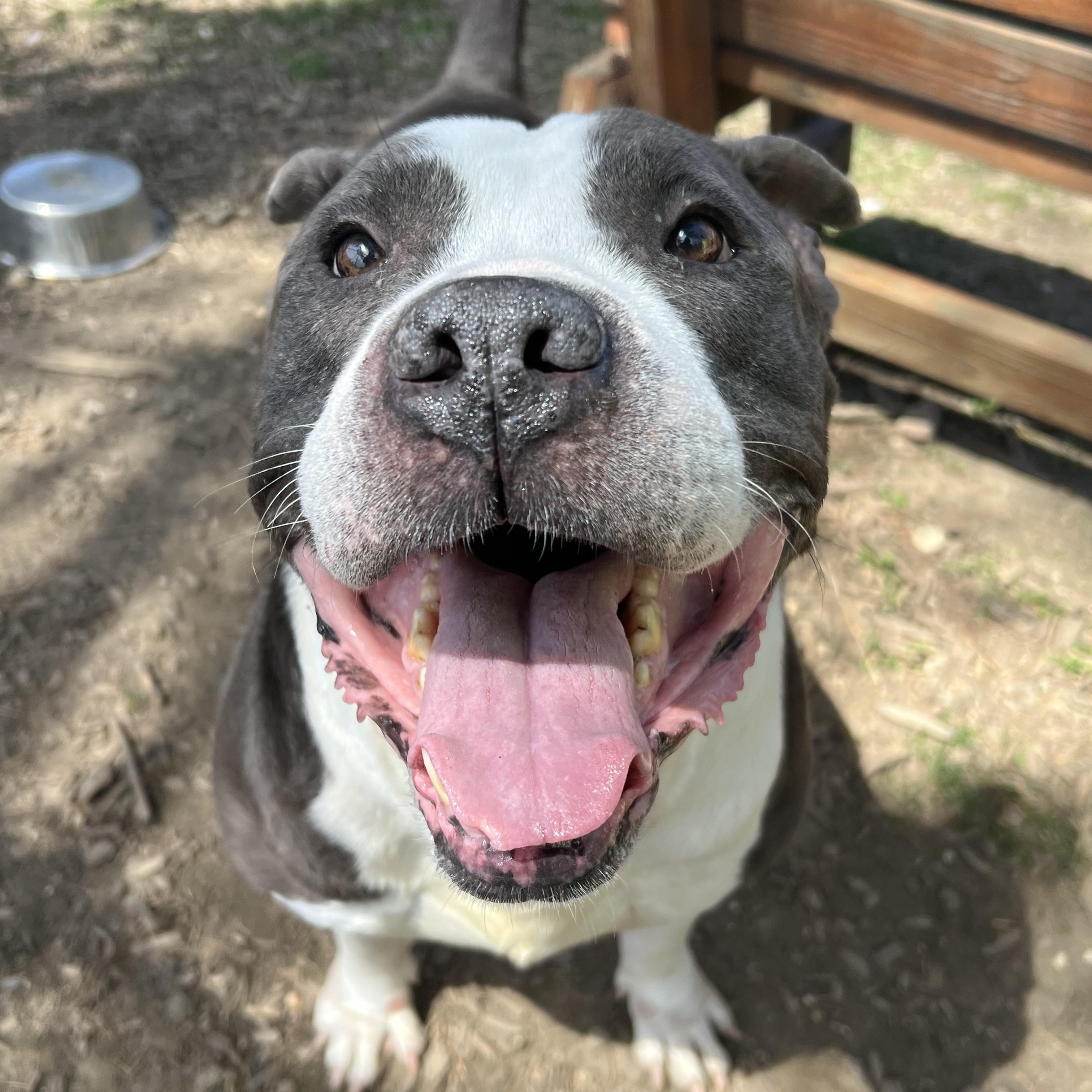 Ironhide, a Adoptable mixed breed in Yonkers, NY image 3/6