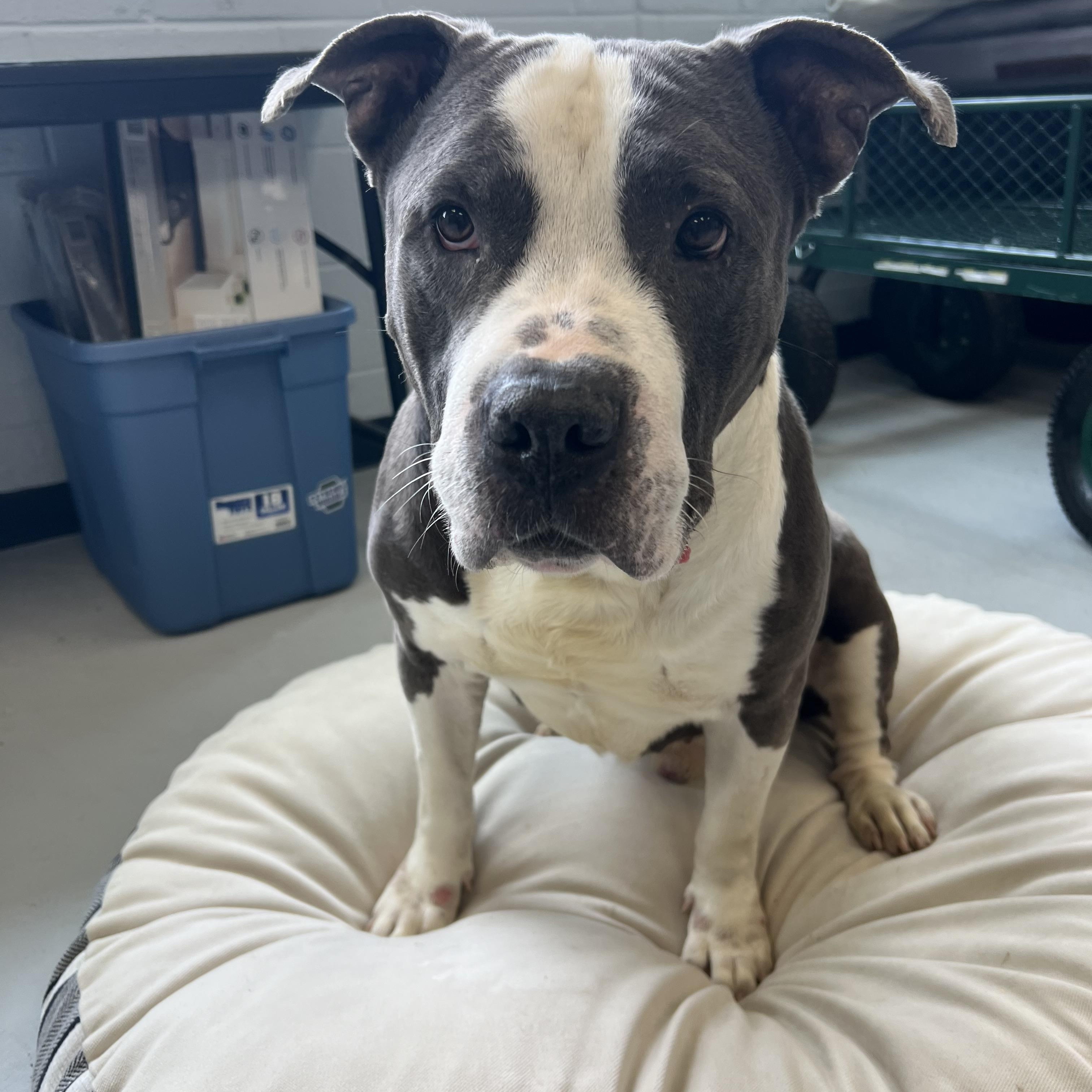 Ironhide, a Adoptable mixed breed in Yonkers, NY image 1/6