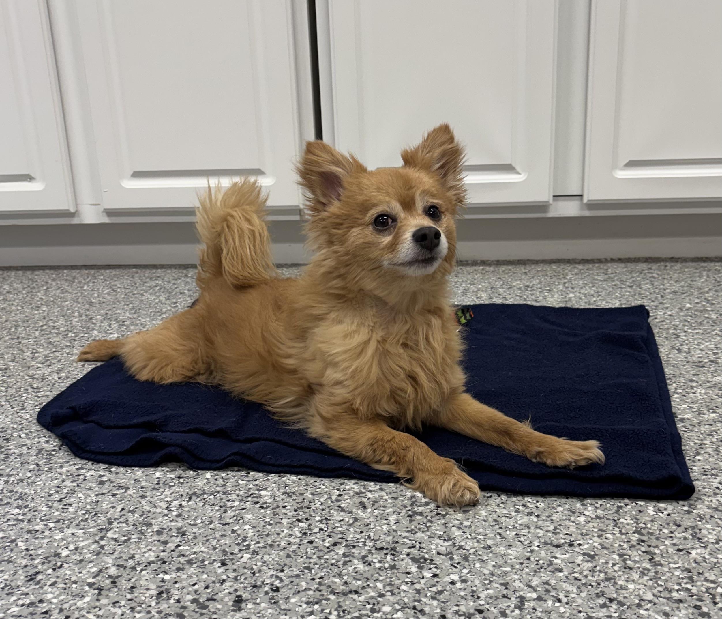 Enlarge Yogi, an adopted Pomeranian in Torrington, WY image 4/4