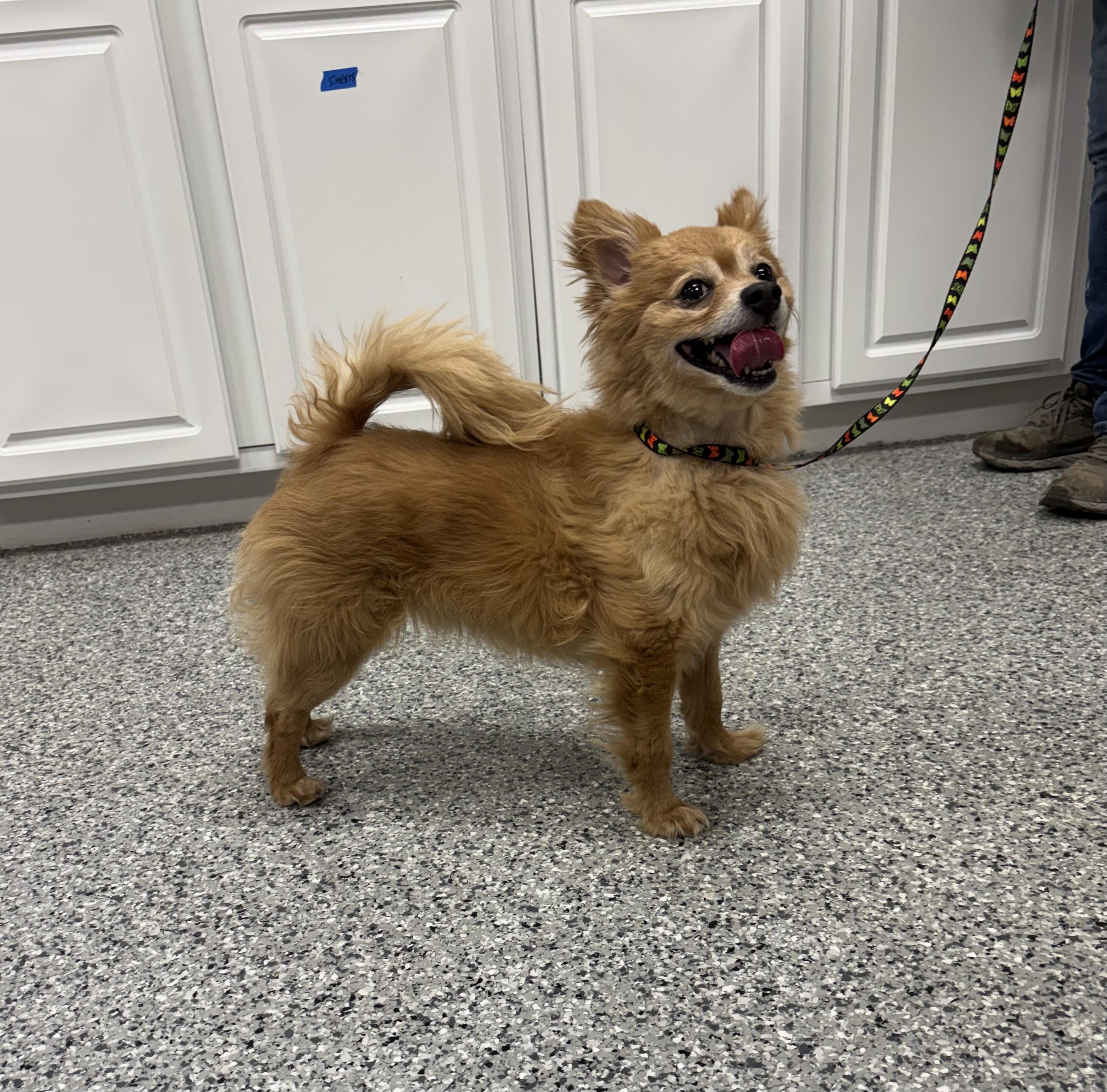 Enlarge Yogi, an adopted Pomeranian in Torrington, WY image 2/4