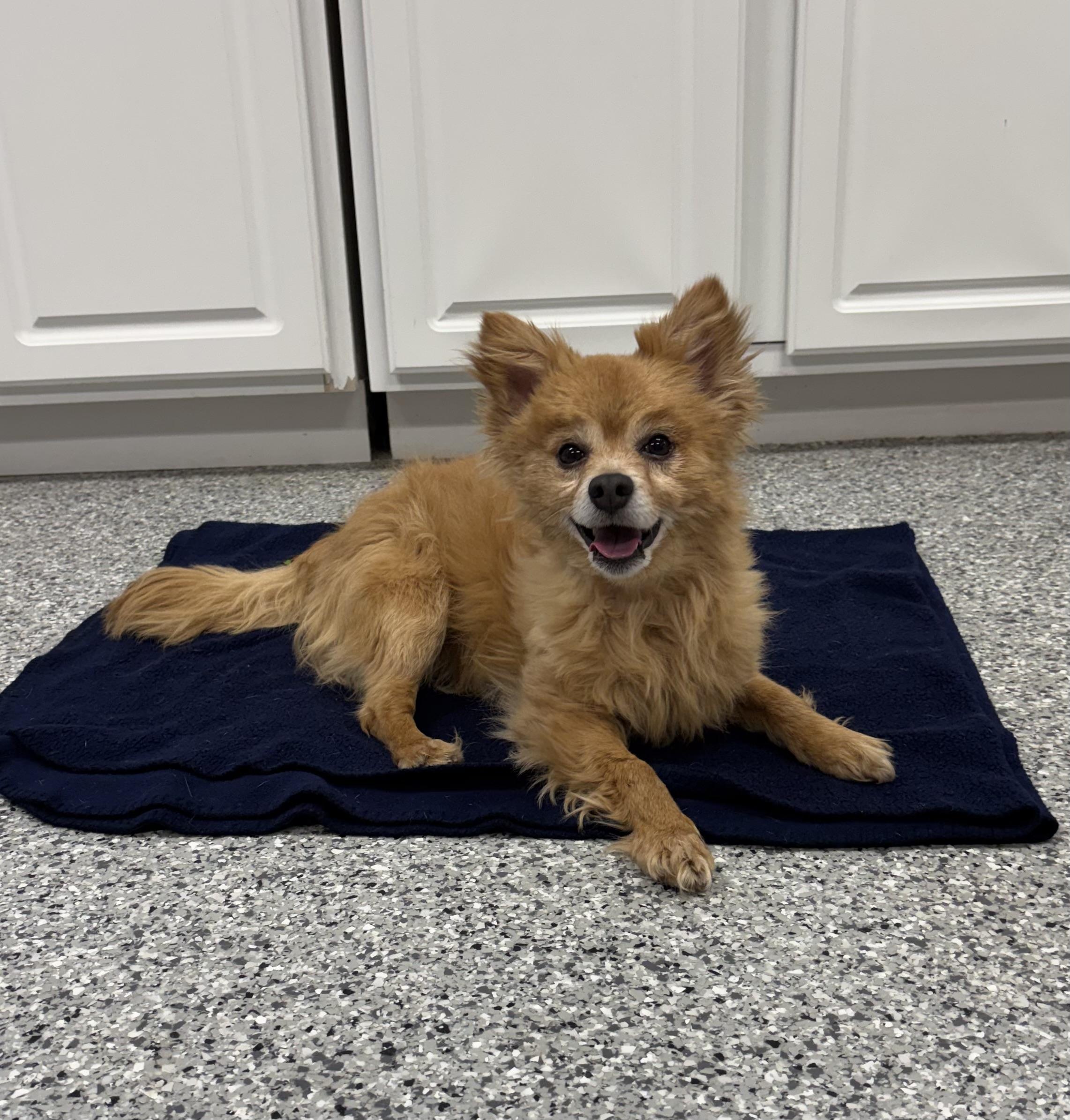 Enlarge Yogi, an adopted Pomeranian in Torrington, WY image 3/4