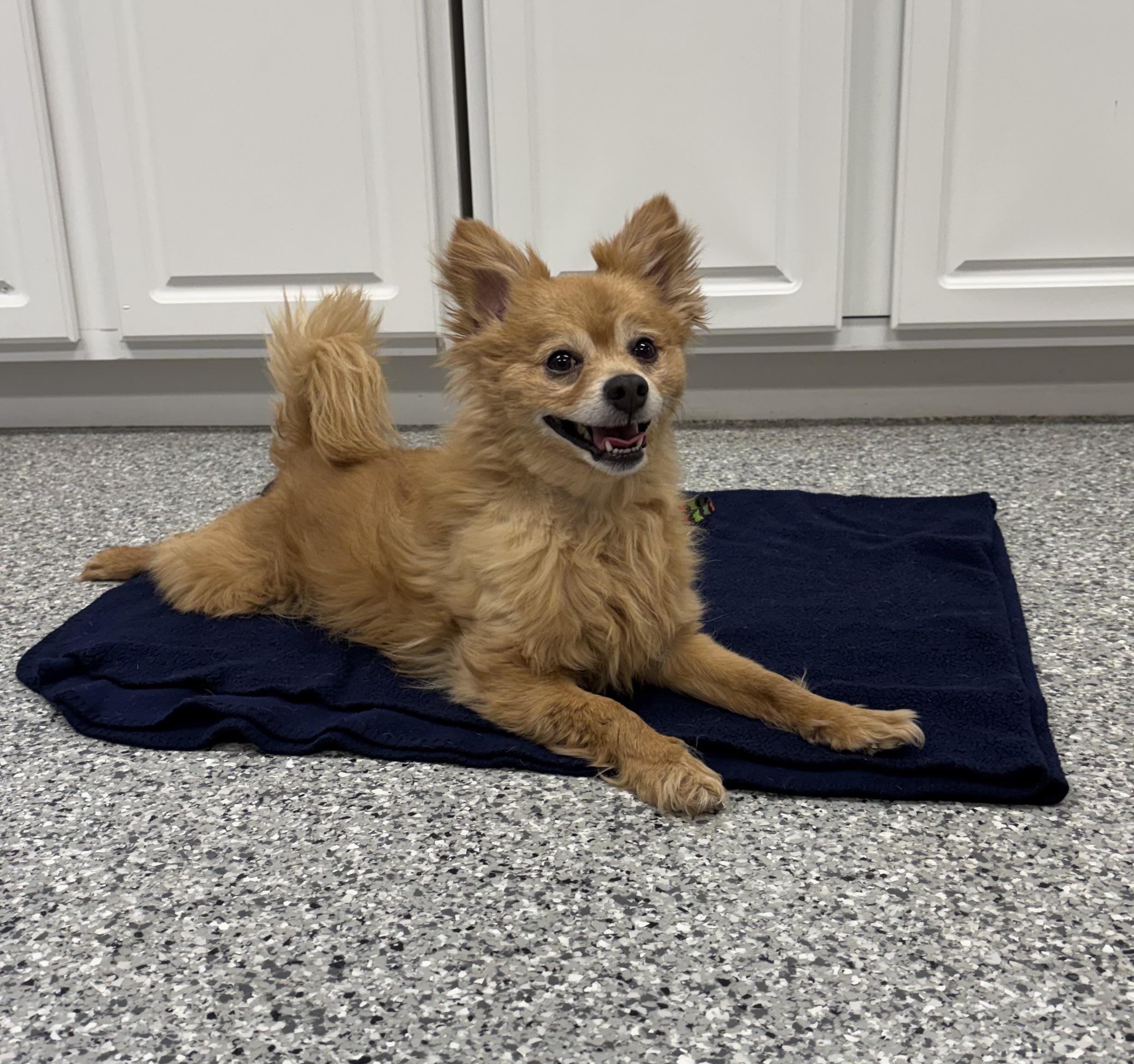 Yogi, adopted, Senior Male Pomeranian.