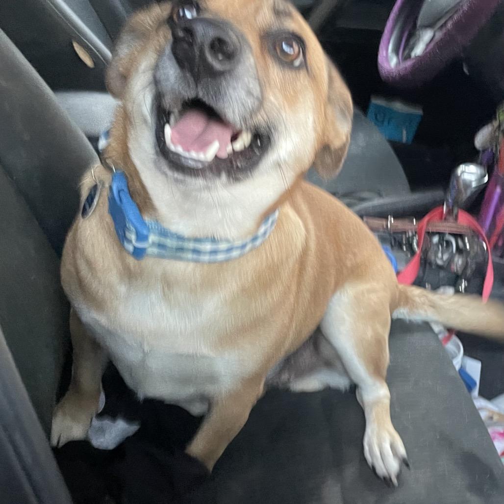 Enlarge Buster, a Adoptable mixed breed in Waggaman, LA image 1/4