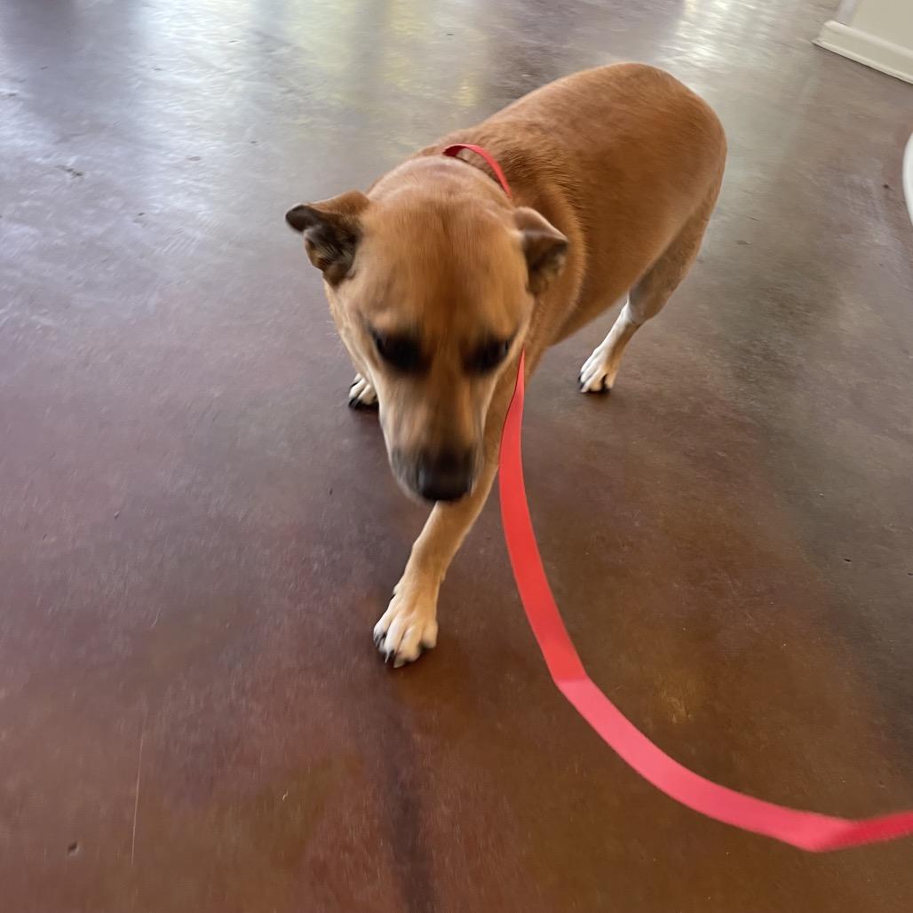 Buster, a Adoptable mixed breed in Waggaman, LA image 2/4