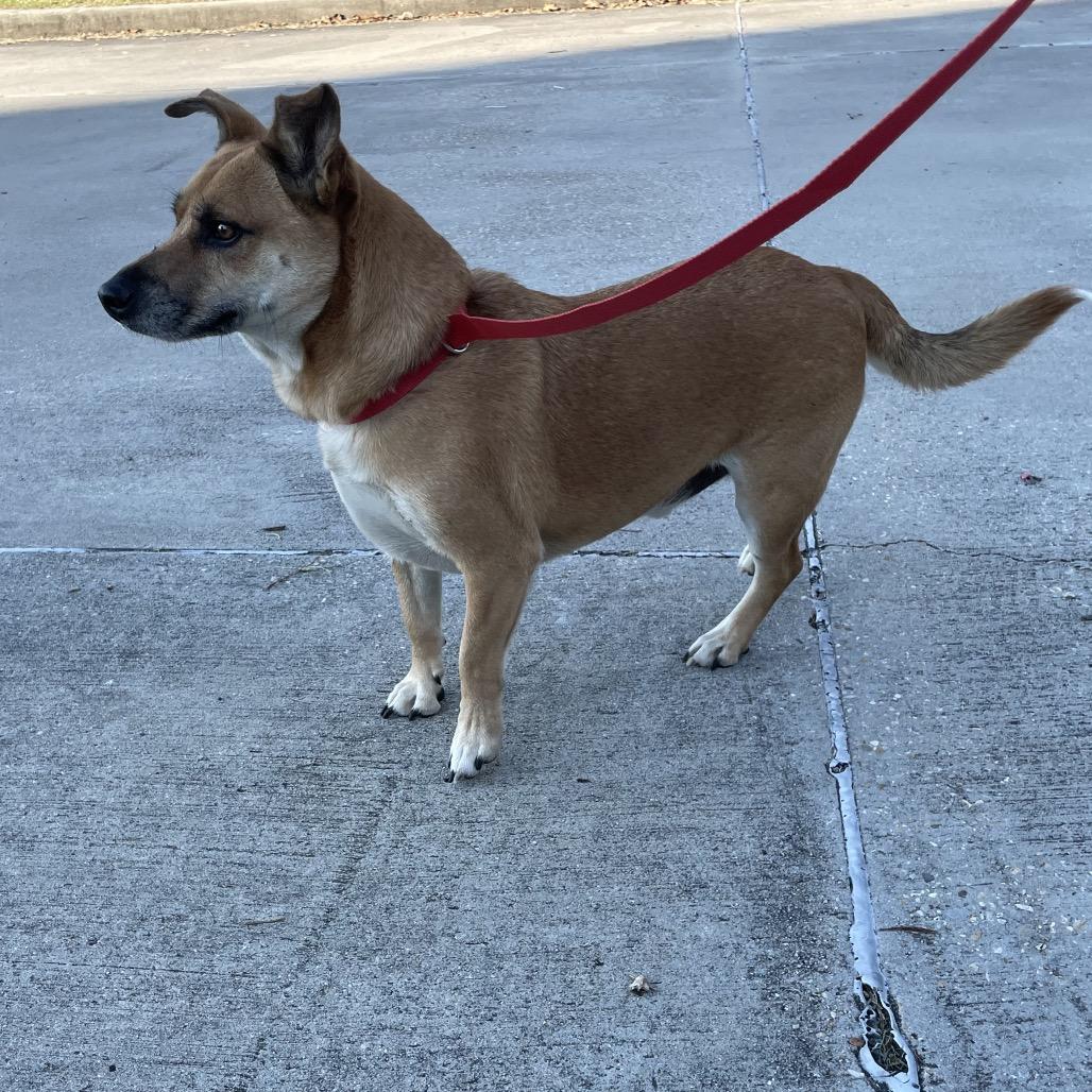 Enlarge Buster, a Adoptable mixed breed in Waggaman, LA image 2/4