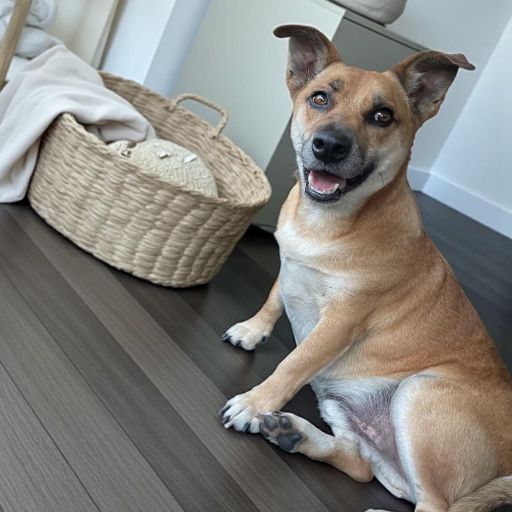 Buster, a Adoptable mixed breed in Waggaman, LA image 3/4