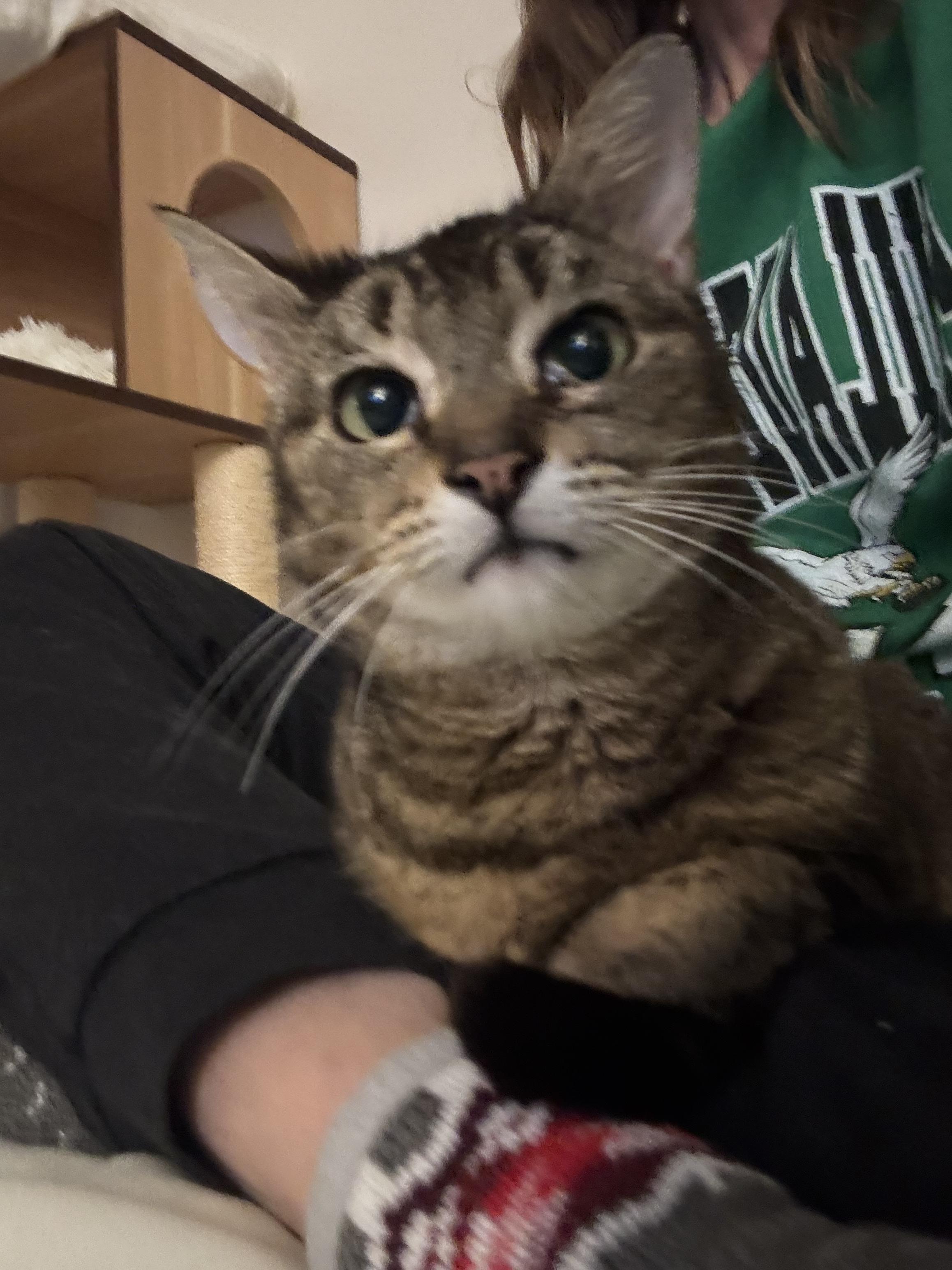 Enlarge Maple (aka Minx), a ADOPTABLE Domestic Short Hair in Gig Harbor, WA image 5/6