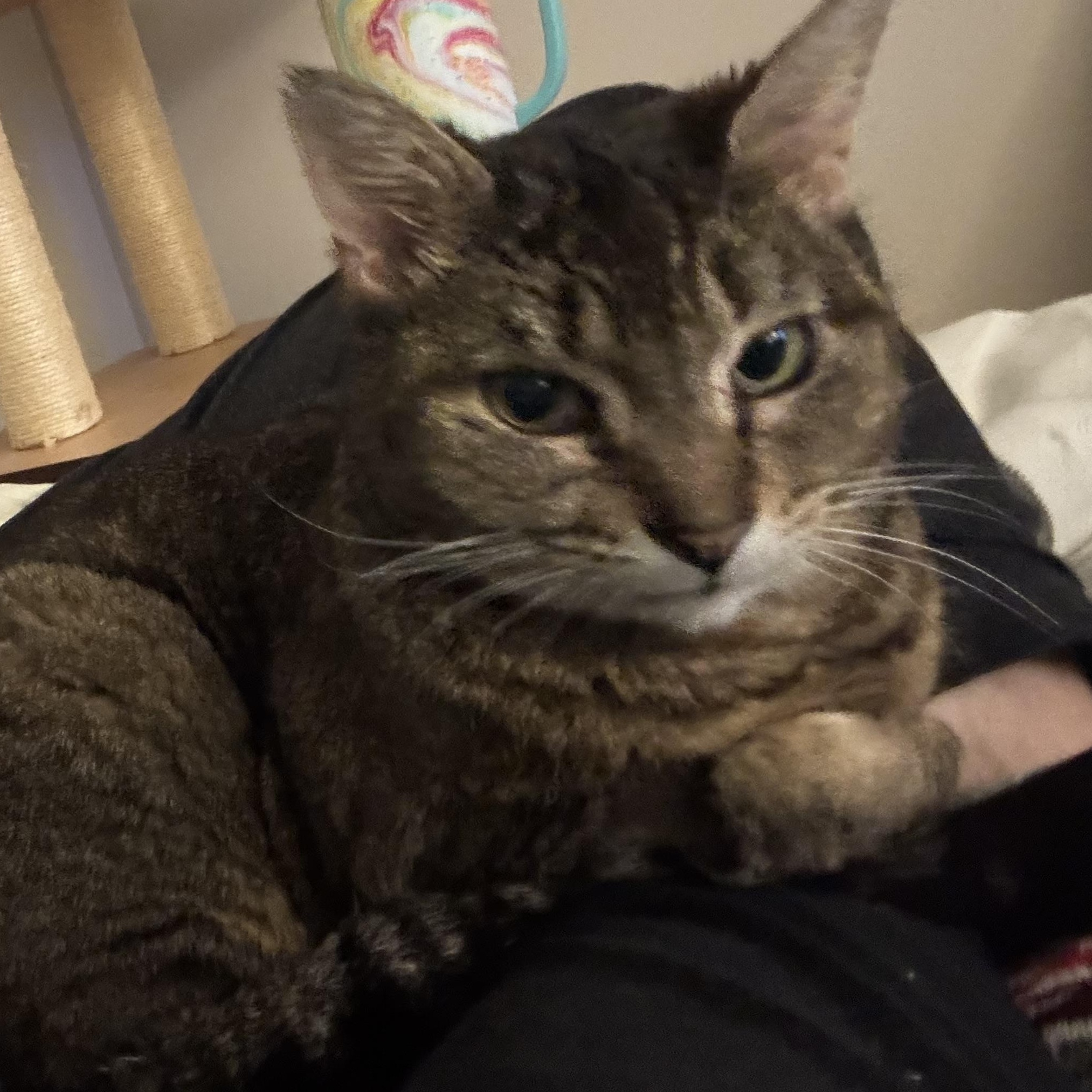 Enlarge Maple (aka Minx), a ADOPTABLE Domestic Short Hair in Gig Harbor, WA image 4/6