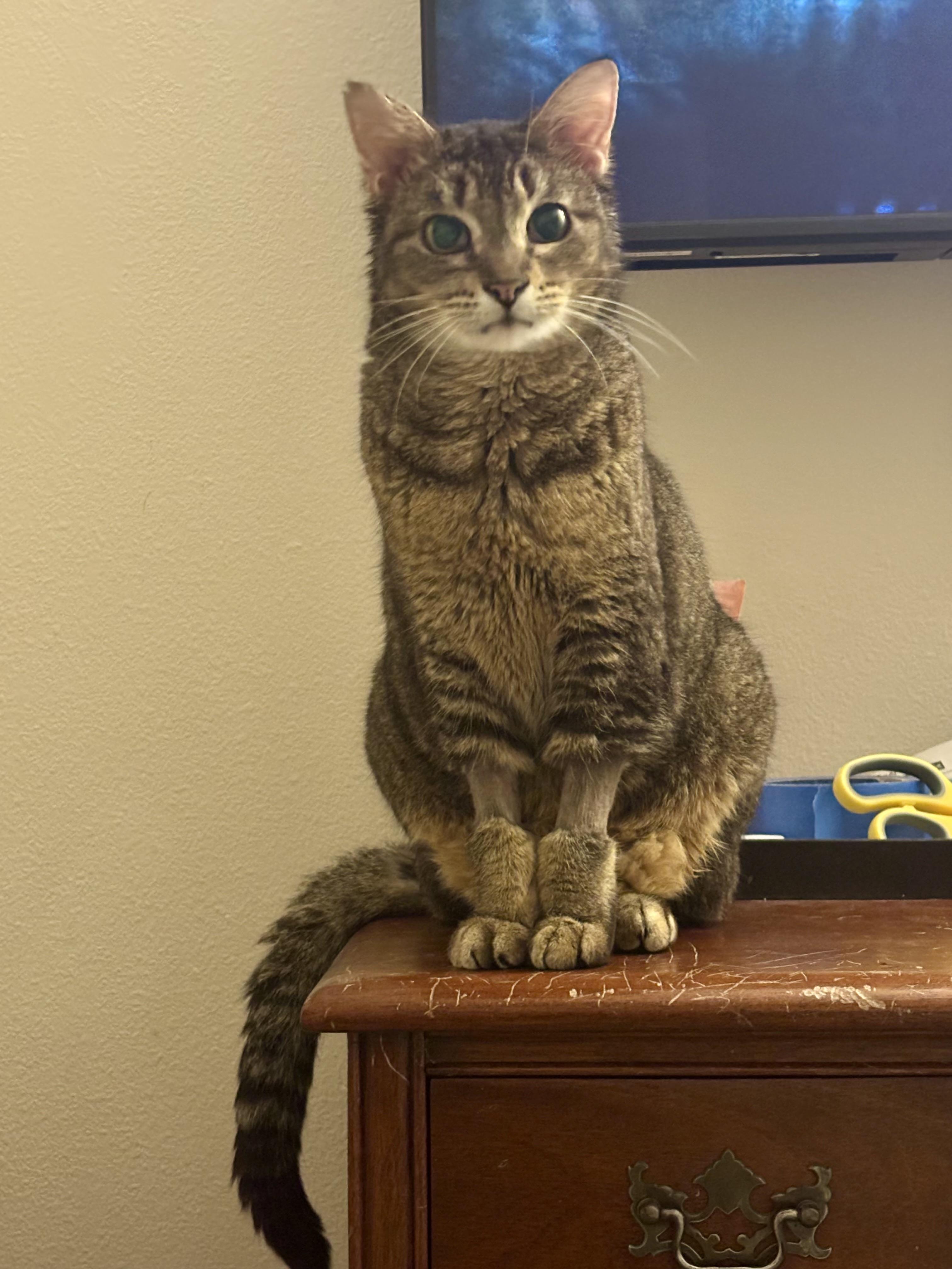 Enlarge Maple (aka Minx), a ADOPTABLE Domestic Short Hair in Gig Harbor, WA image 1/6