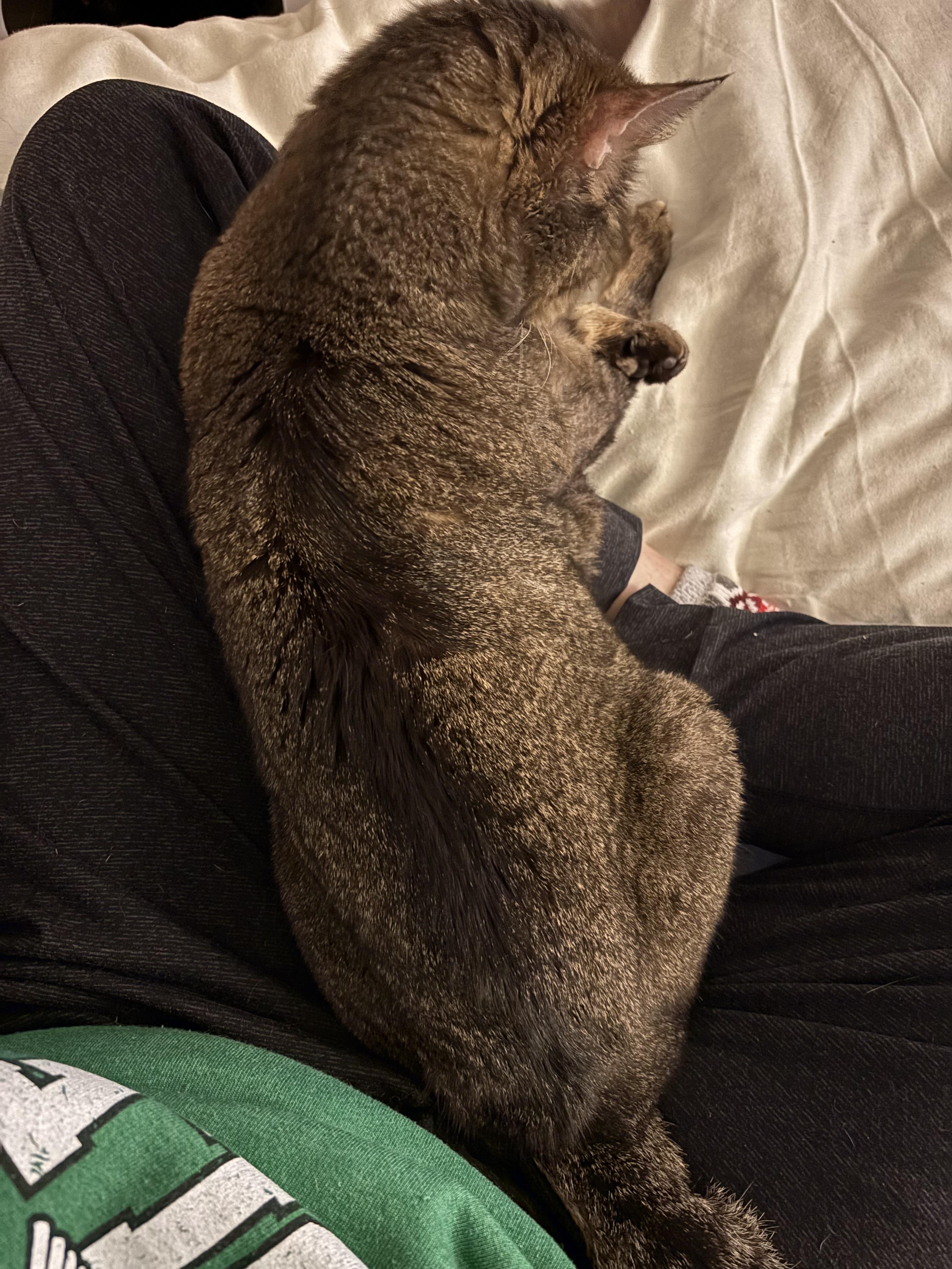 Enlarge Maple (aka Minx), a ADOPTABLE Domestic Short Hair in Gig Harbor, WA image 2/6