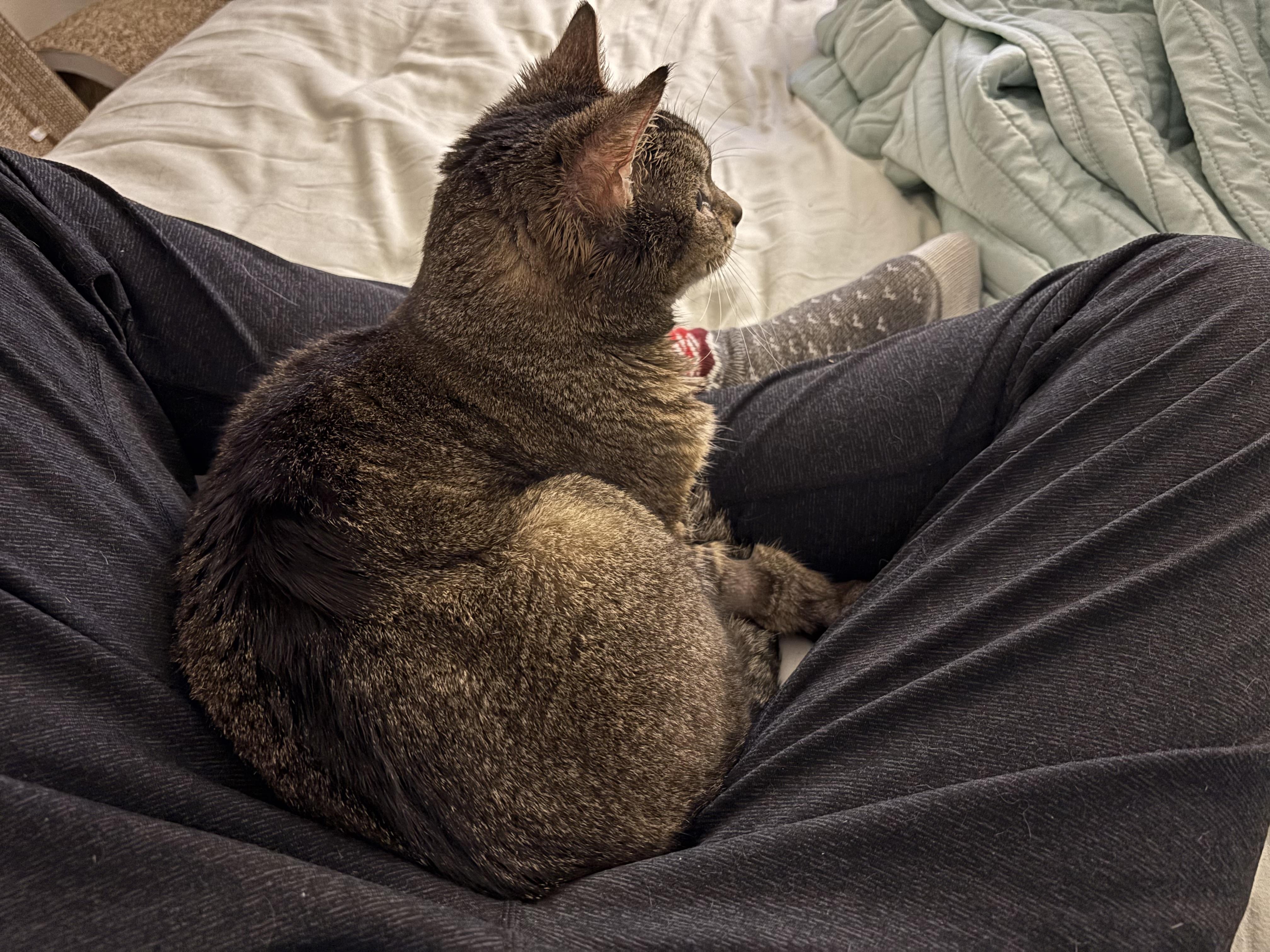 Enlarge Maple (aka Minx), a ADOPTABLE Domestic Short Hair in Gig Harbor, WA image 3/6