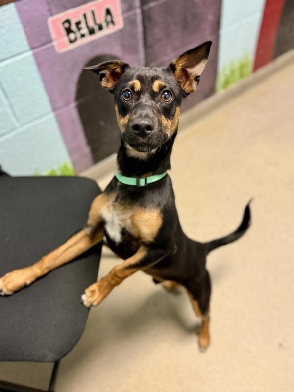 Enlarge Milo, a Adoptable mixed breed in Salt Lake City, UT image 1/1