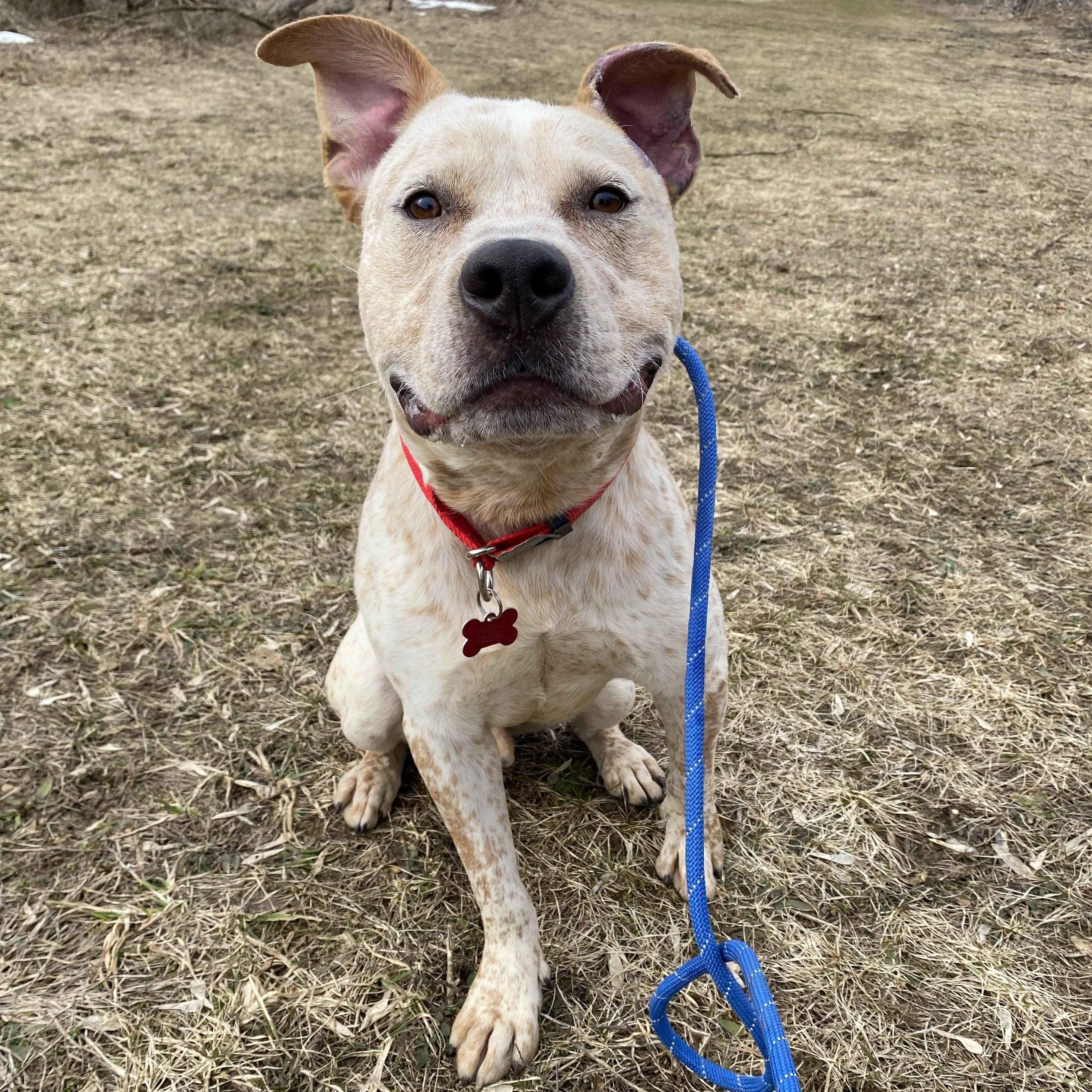 Enlarge Felix, a ADOPTABLE mixed breed in Allegan, MI image 4/6