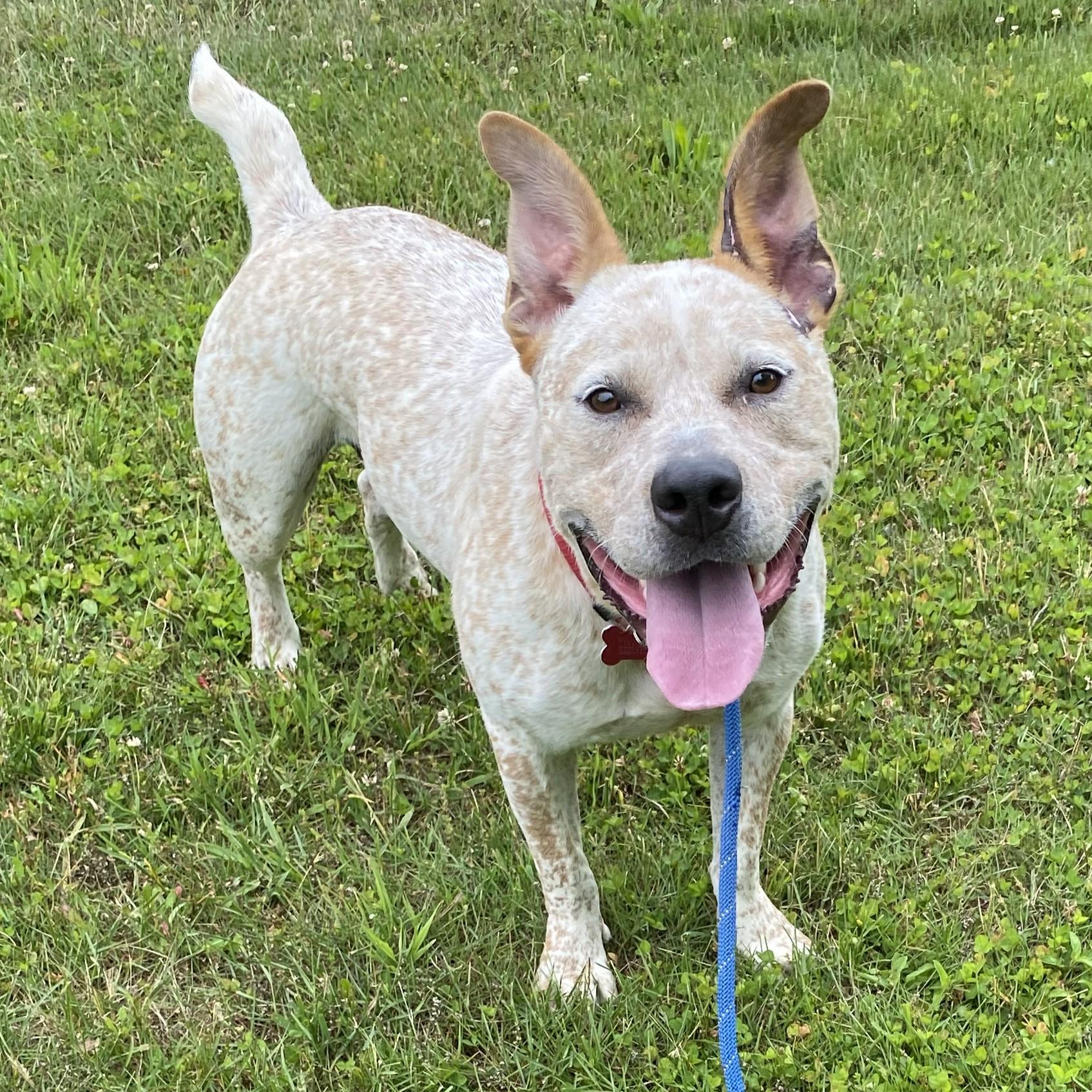 Felix, a ADOPTABLE mixed breed in Allegan, MI image 2/6