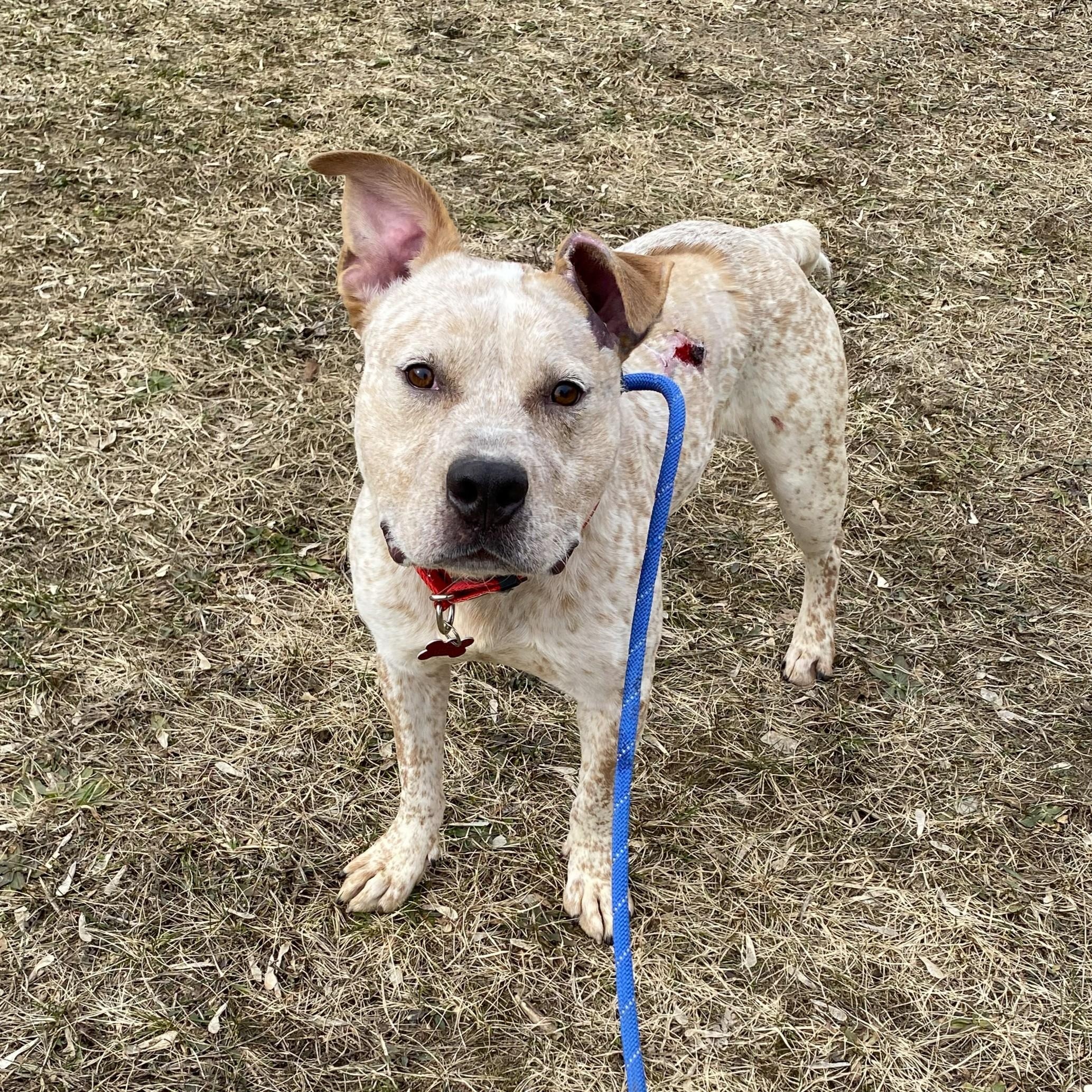Enlarge Felix, a ADOPTABLE mixed breed in Allegan, MI image 3/6